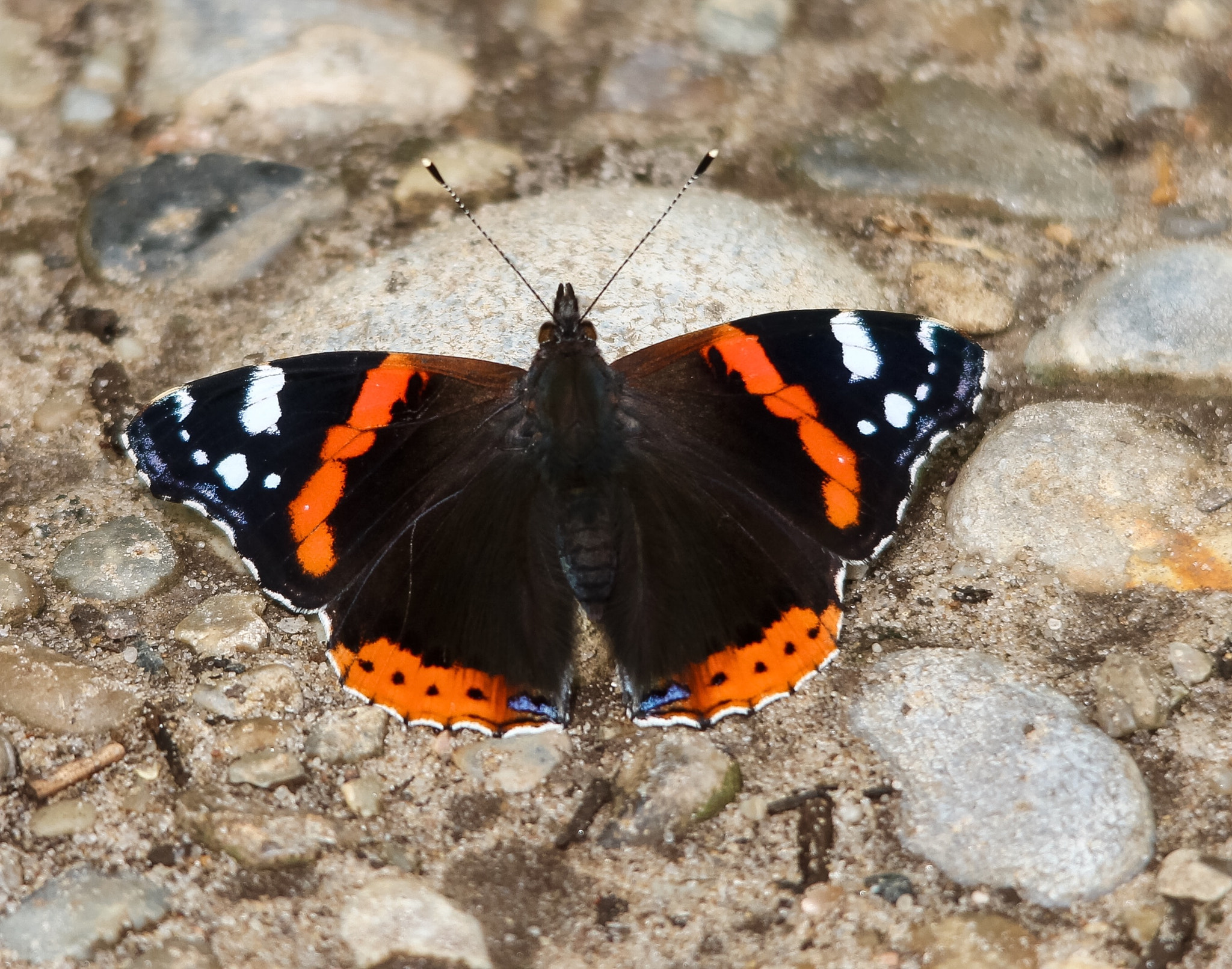 Canon 150-500mm sample photo