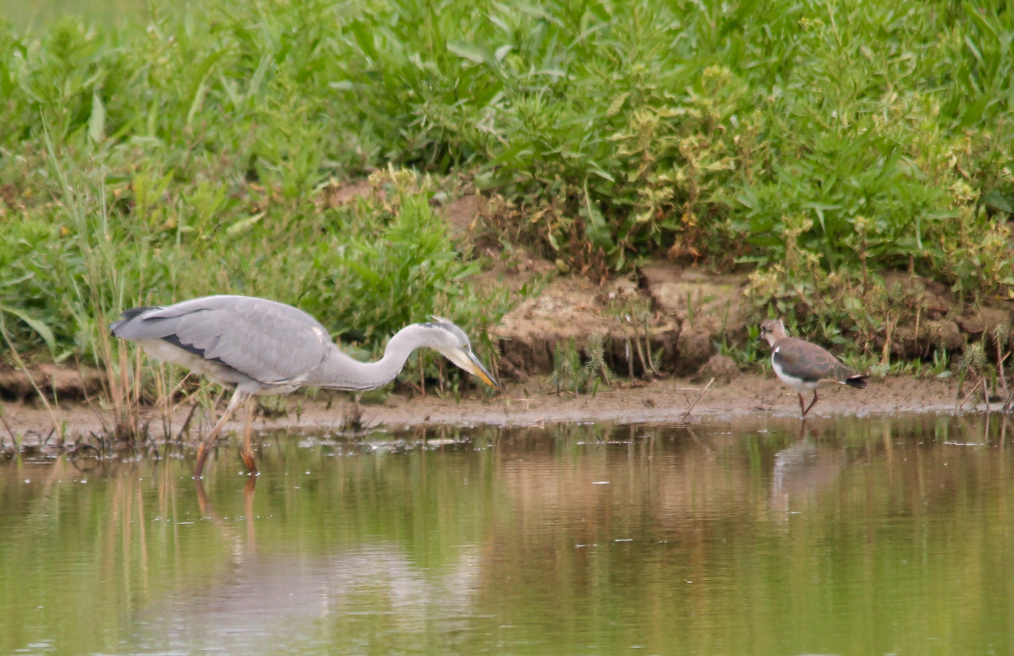Canon 150-500mm sample photo