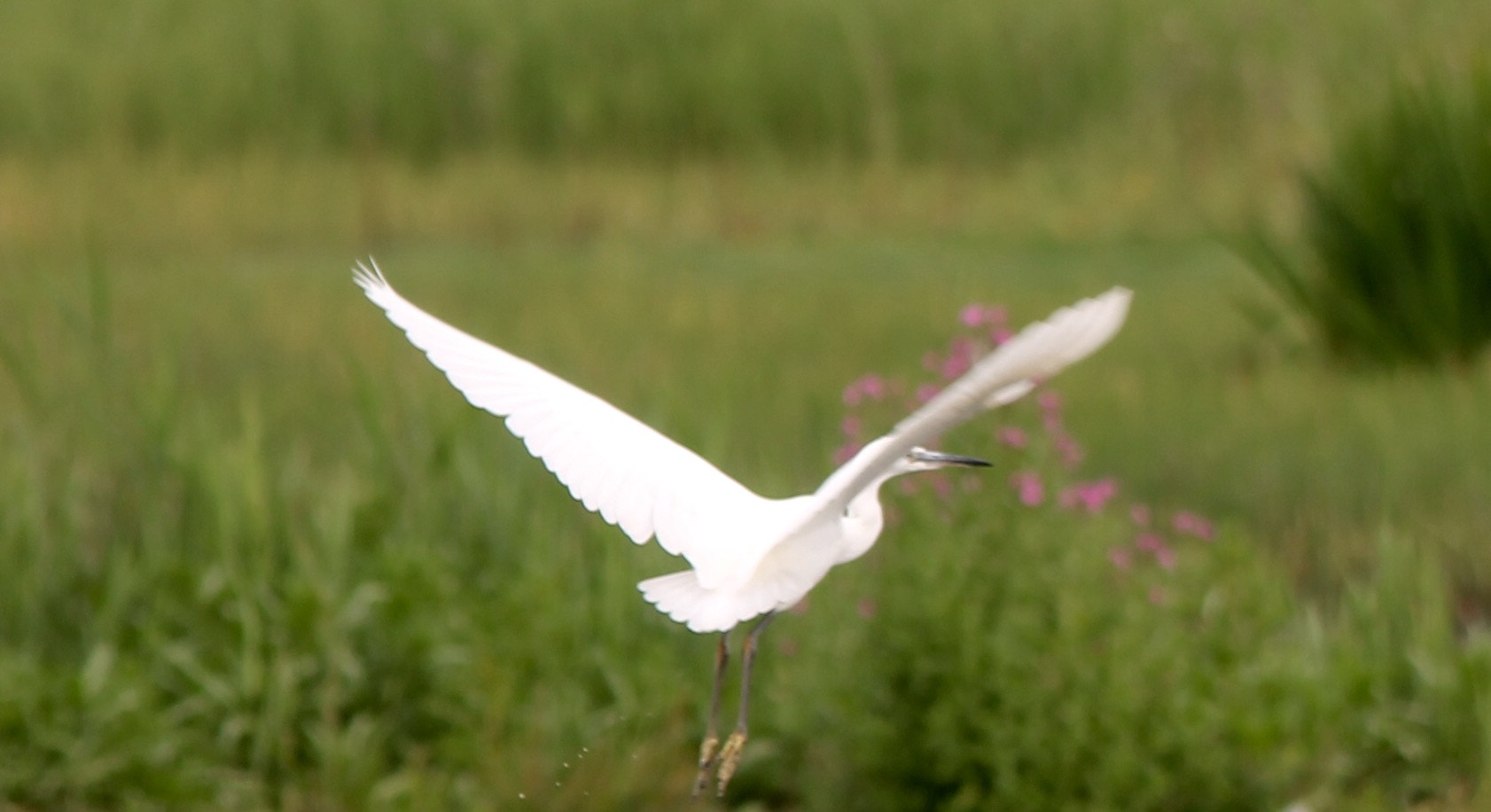 Canon 150-500mm sample photo