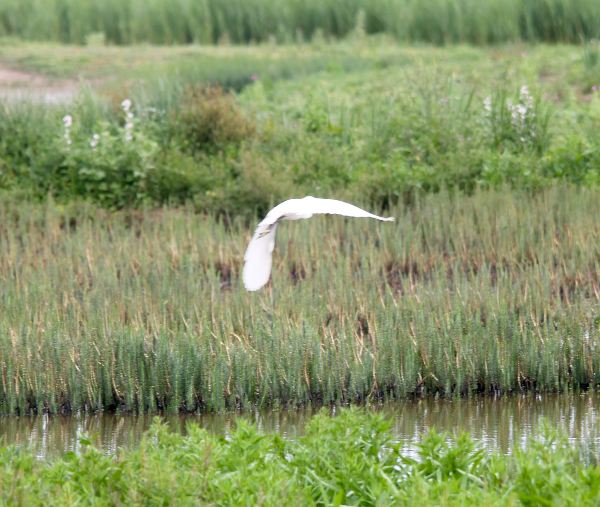 Canon 150-500mm sample photo