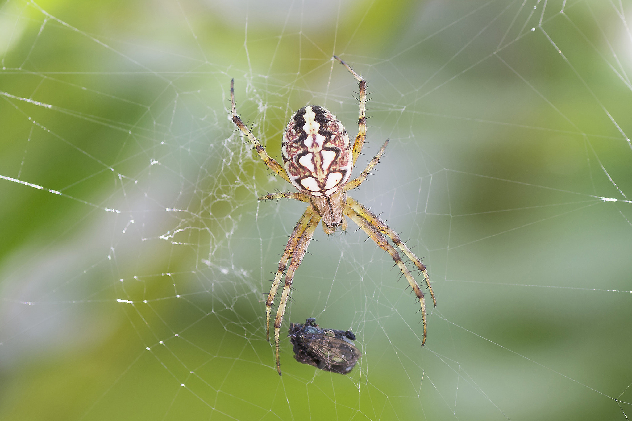 Nikon D3100 sample photo. Along came a spider photography