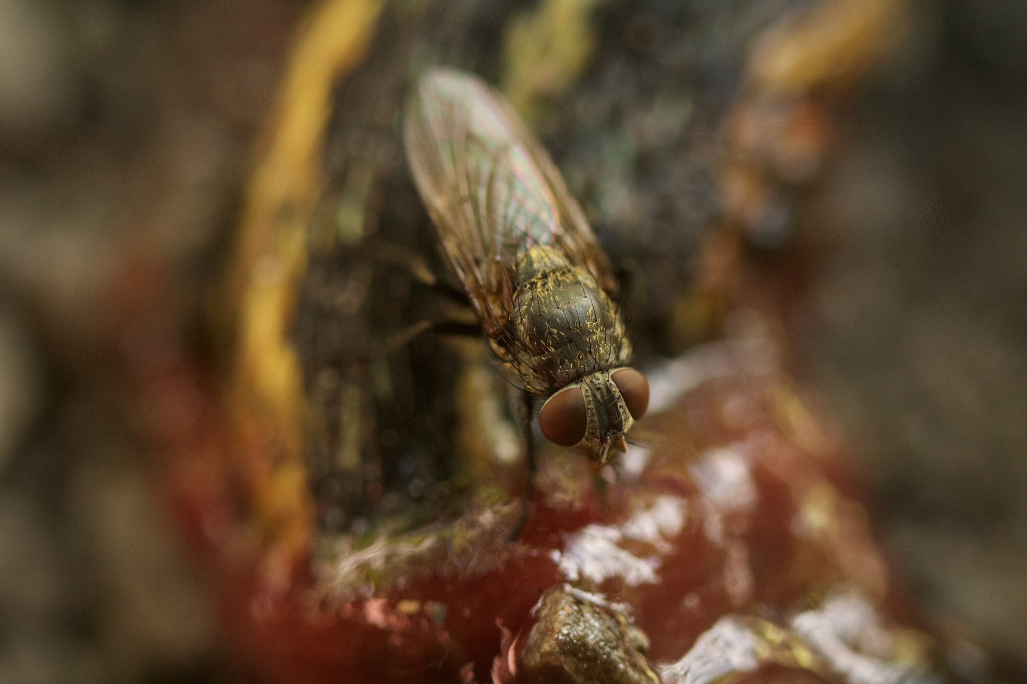 Canon EF 100mm F2.8L Macro IS USM sample photo. Slurping on some fresh blood from a snake photography