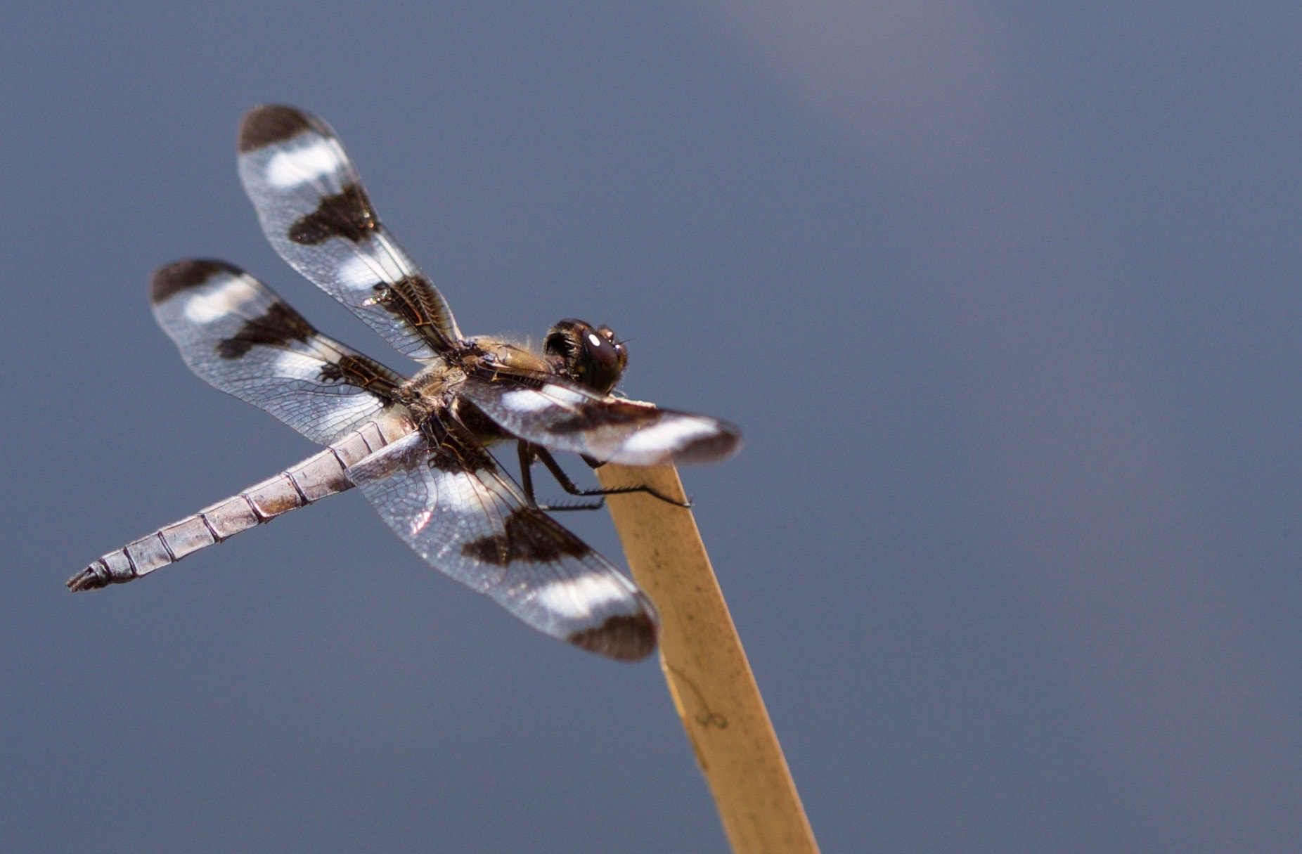 Canon EF 100mm F2.8L Macro IS USM sample photo. Dragonfly photography