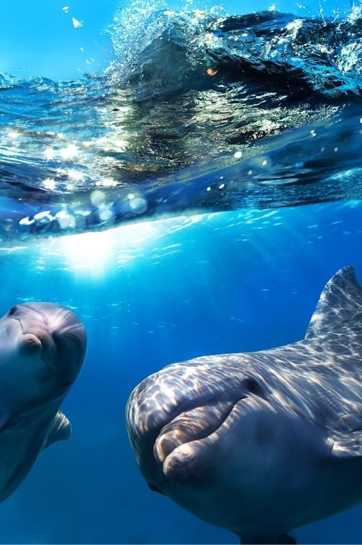 Canon EF 20mm F2.8 USM sample photo. Two funny dolphins smiling underwater very close the camera photography