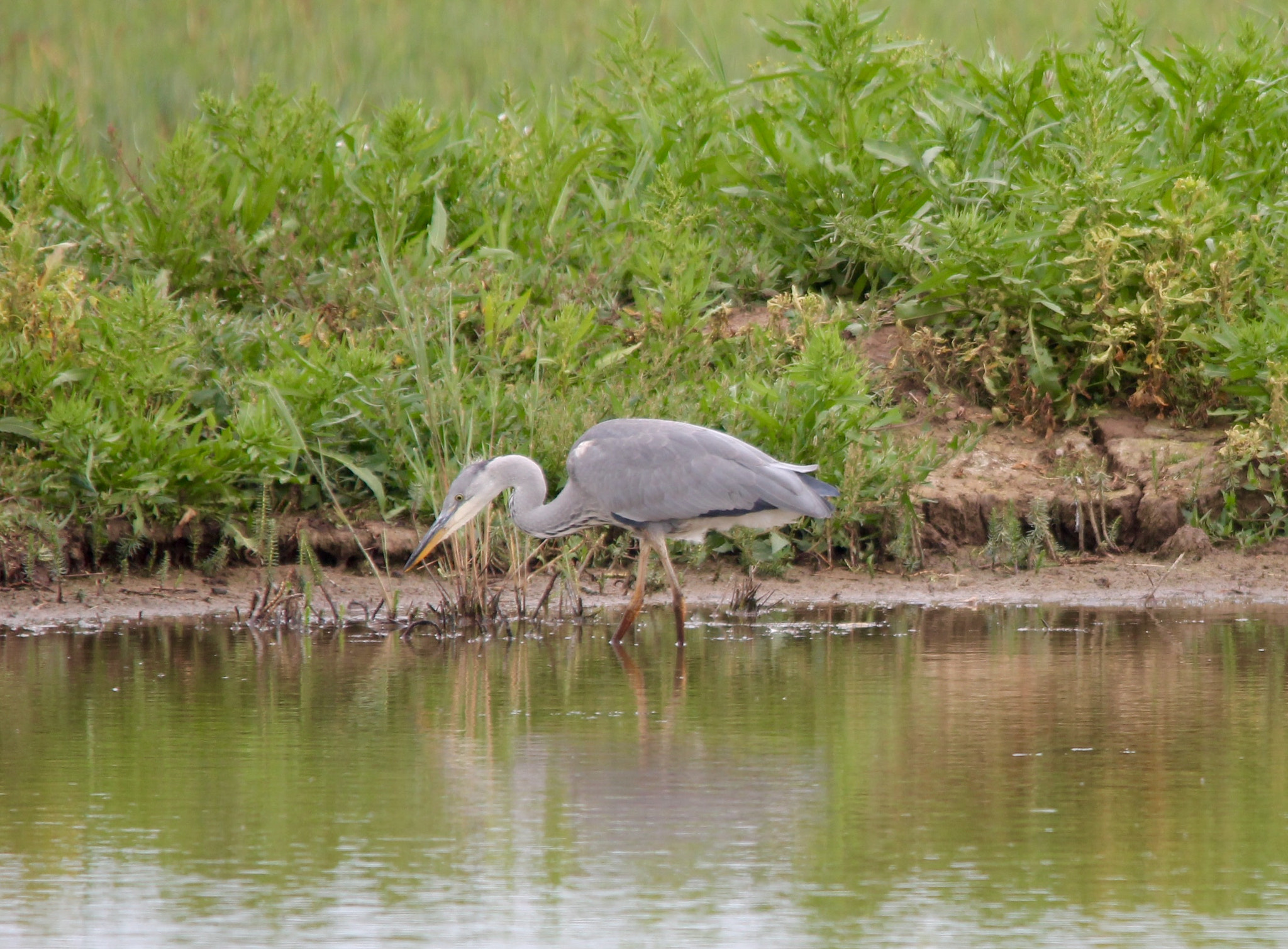 Canon 150-500mm sample photo