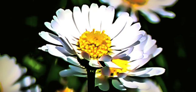 Canon EF-S 18-55mm F3.5-5.6 II sample photo. ~ pâquerette à effeuiller ~ photography
