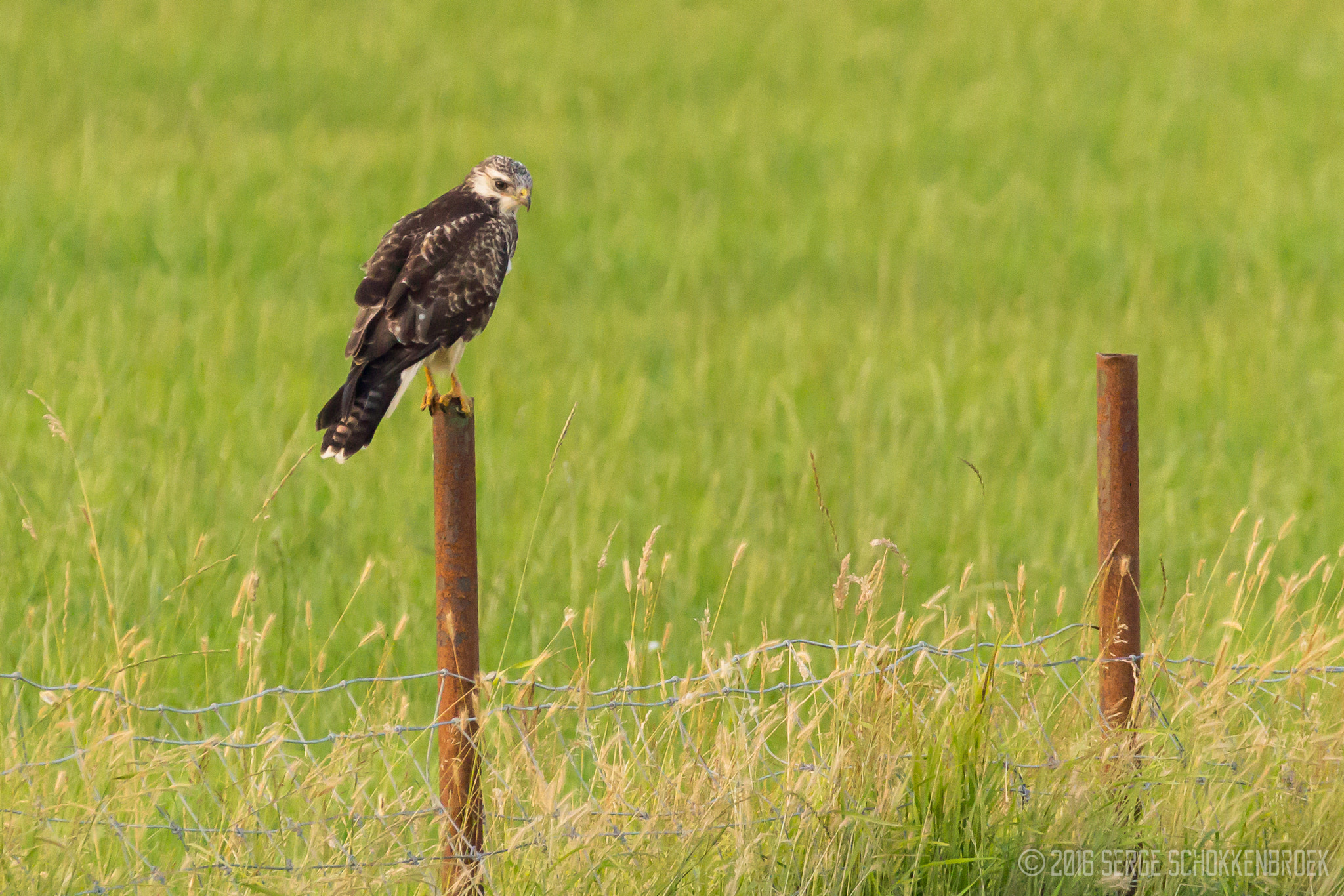 150-600mm F5-6.3 DG OS HSM | Contemporary 015 sample photo. Common buzzard photography