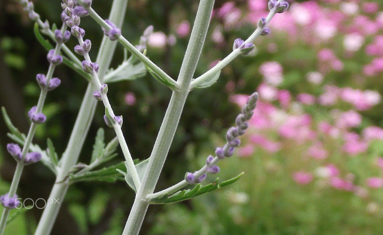 Fujifilm FinePix S1730 sample photo. Pottering about photography