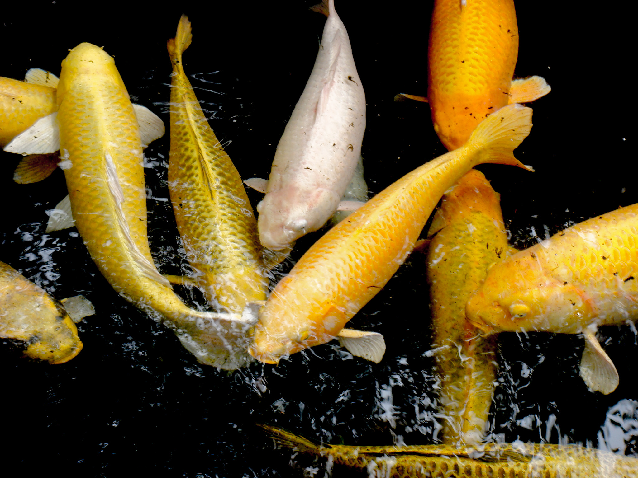 Sony DSC-T100 sample photo. Carpes koi photography