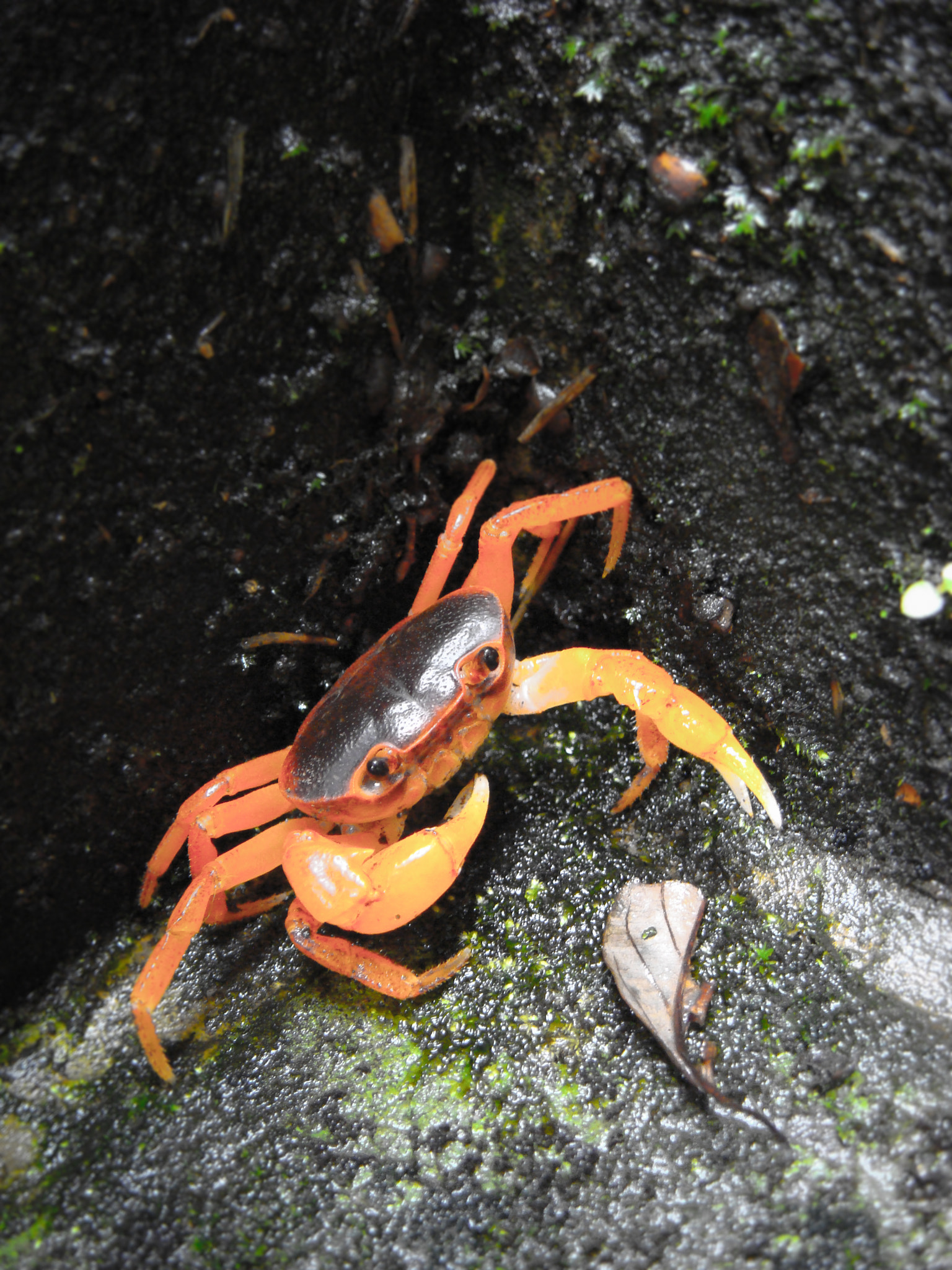 Sony DSC-T100 sample photo. Petit crabe photography