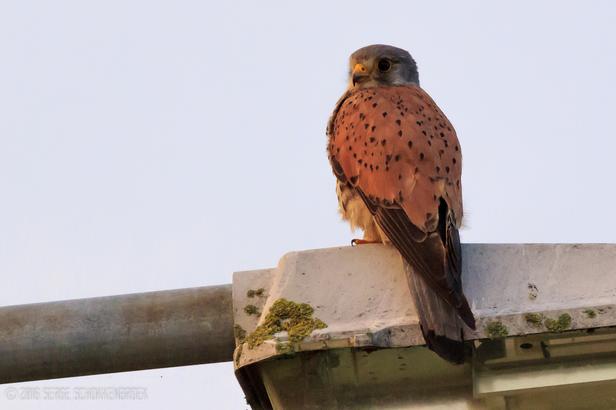 150-600mm F5-6.3 DG OS HSM | Contemporary 015 sample photo. Common kestrel photography