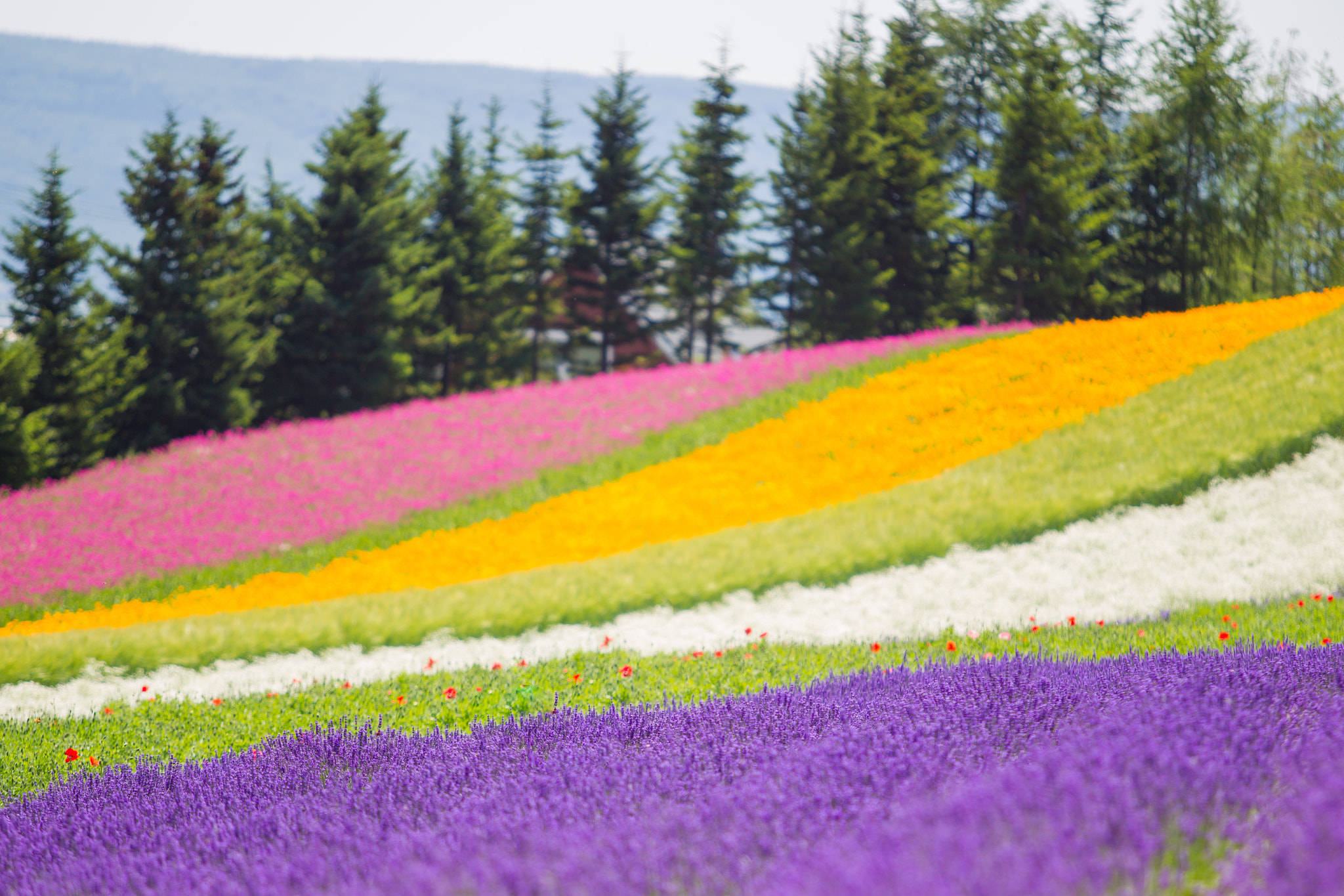 Canon EOS-1D Mark IV sample photo. Colour of hokkaido photography