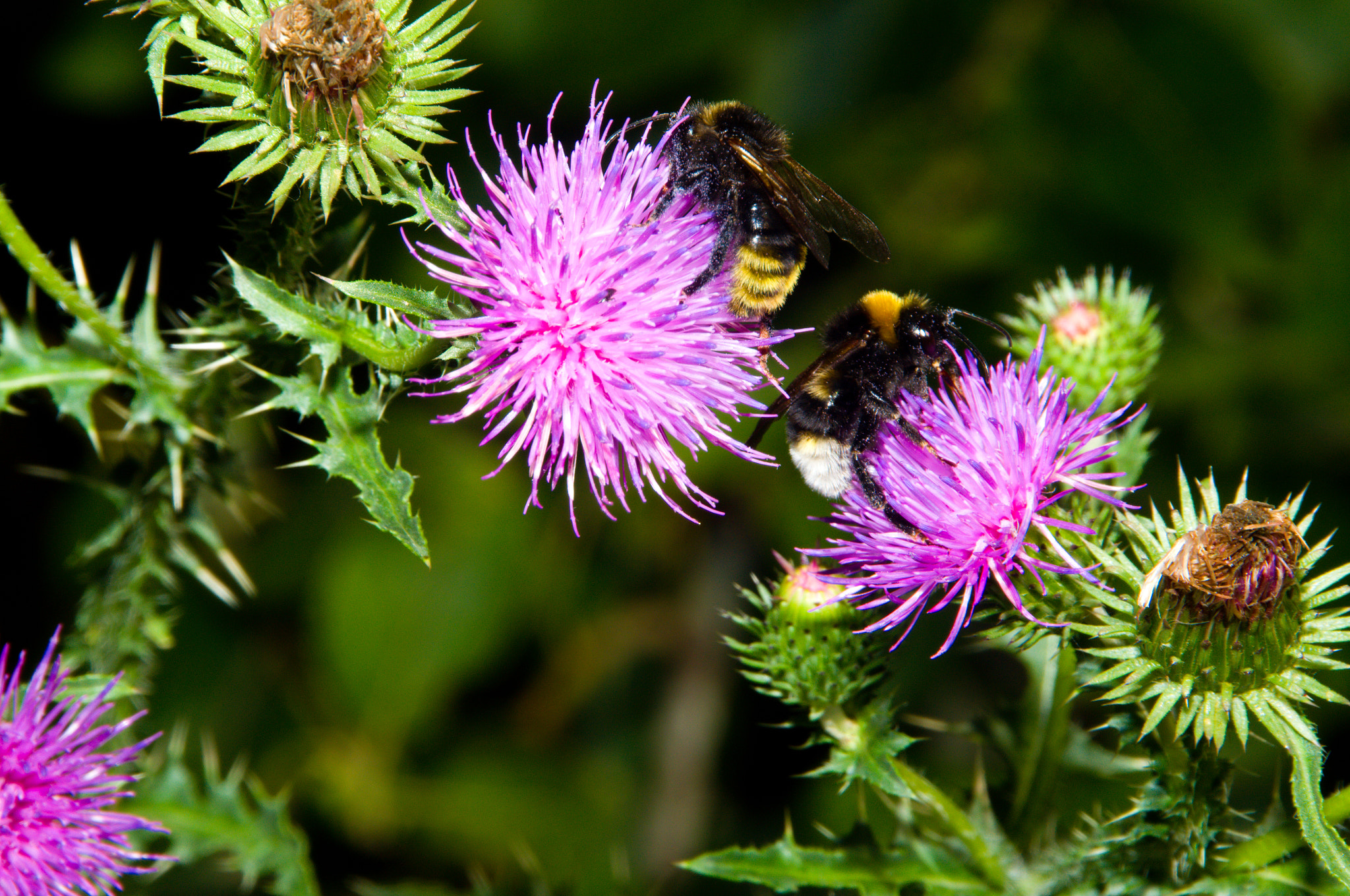 Nikon D3100 + Sigma 18-250mm F3.5-6.3 DC OS HSM sample photo. Bumblebee and carduus photography