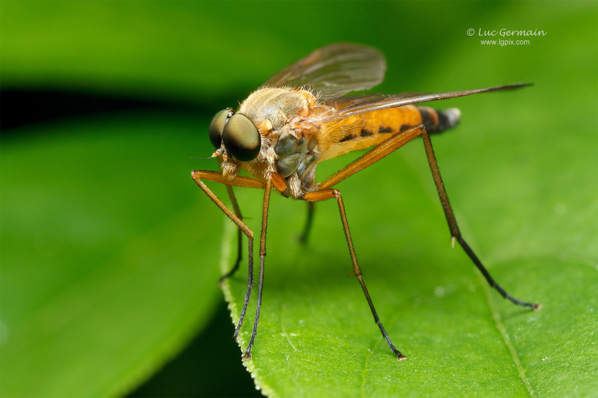 Canon MP-E 65mm F2.5 1-5x Macro Photo sample photo. Cute fly photography