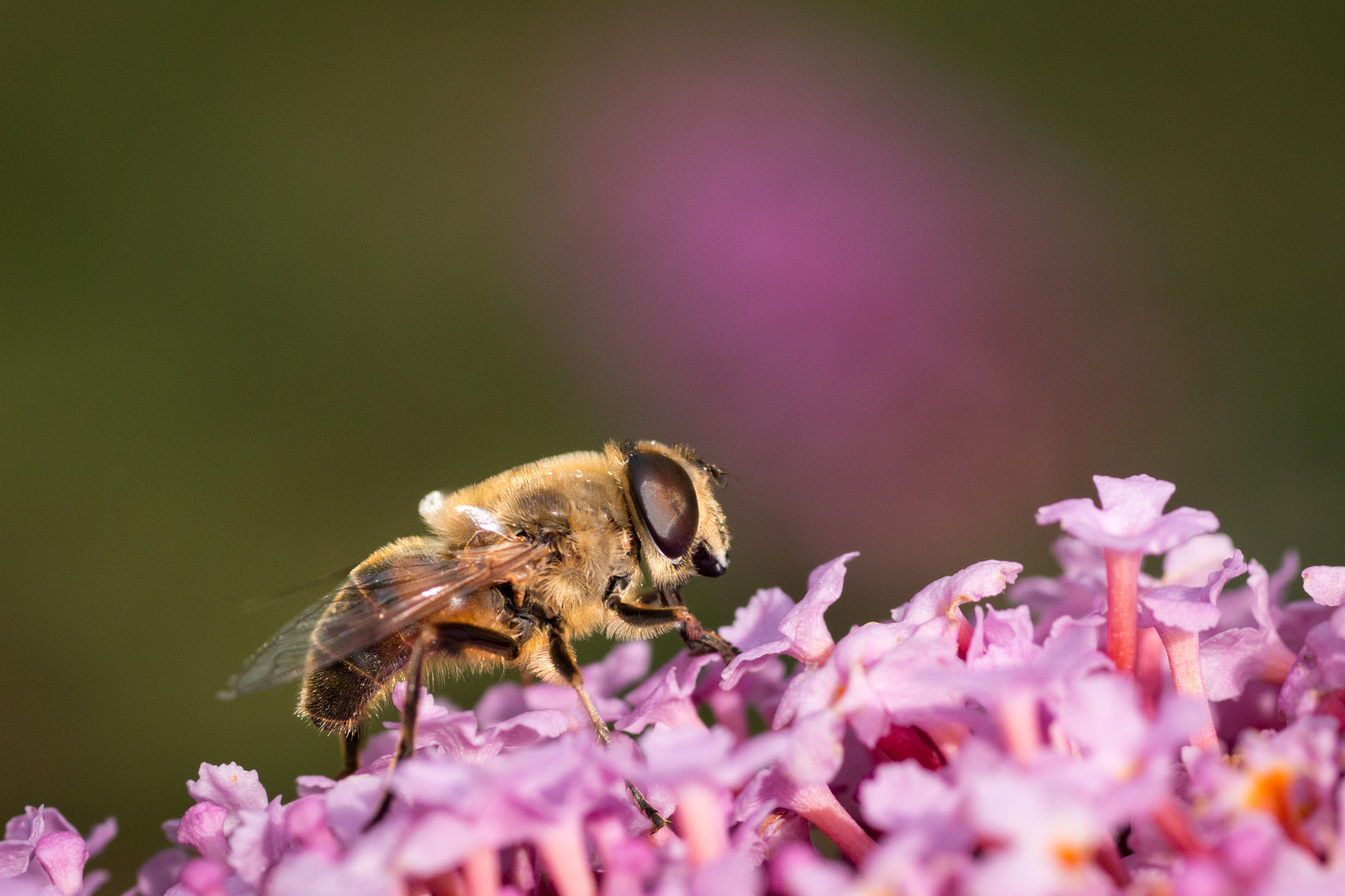Sigma 50mm f/1.4 EX DG HSM + 1.4x sample photo. Hard working photography