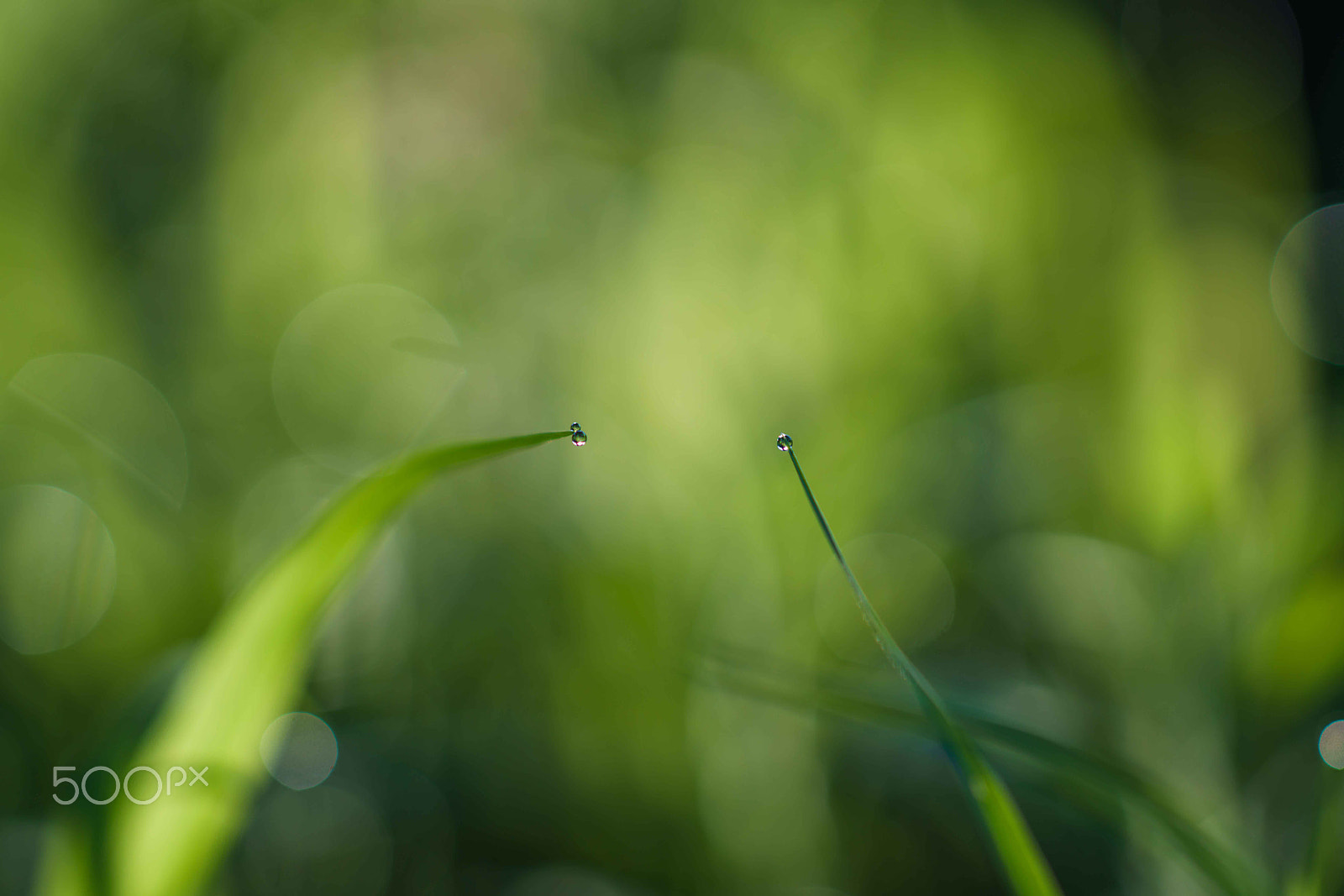 Sony Sonnar T* 135mm F1.8 ZA sample photo. Dsc03767 photography