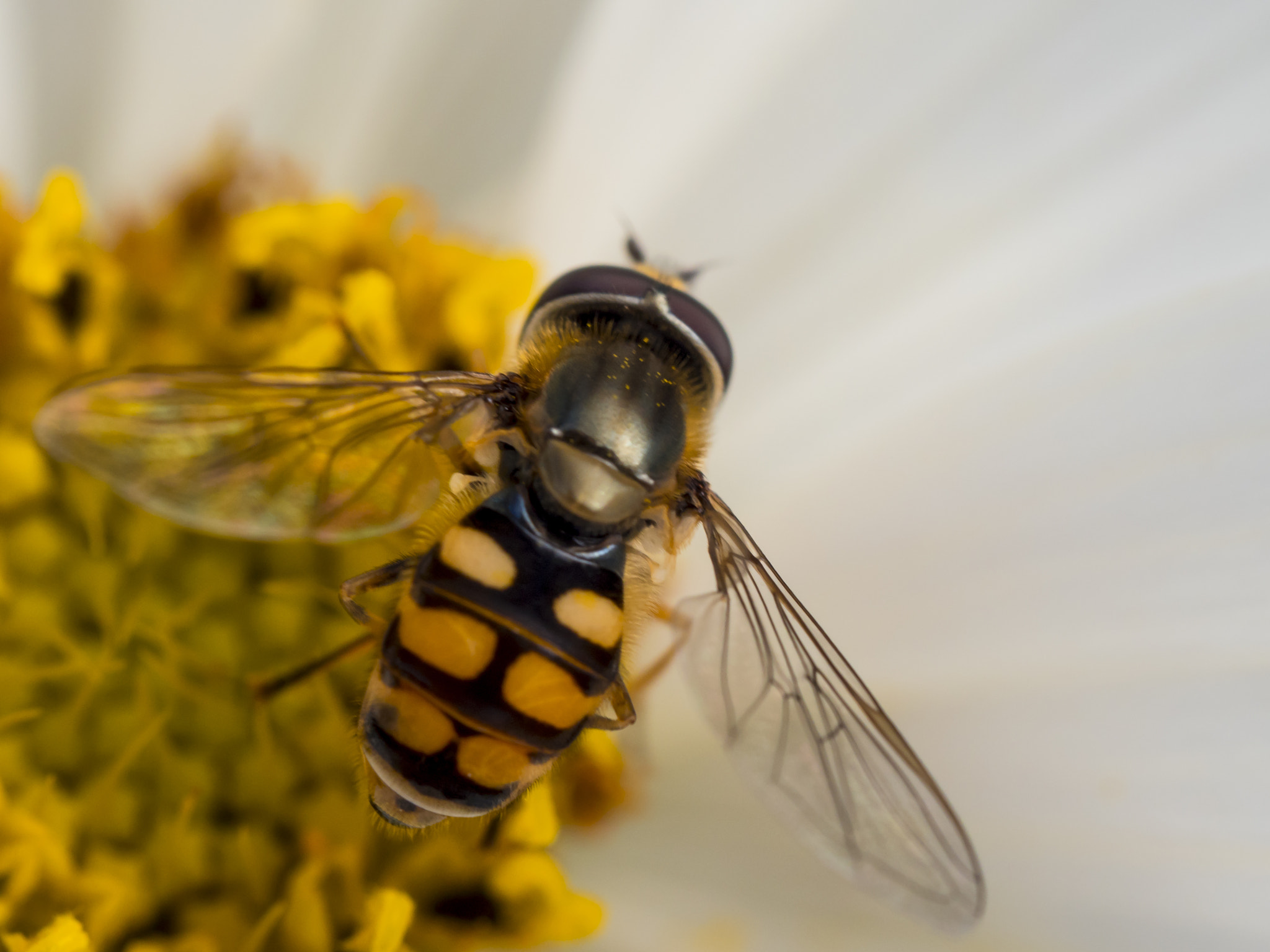 Olympus M.Zuiko Digital ED 60mm F2.8 Macro sample photo. Yellow..... photography