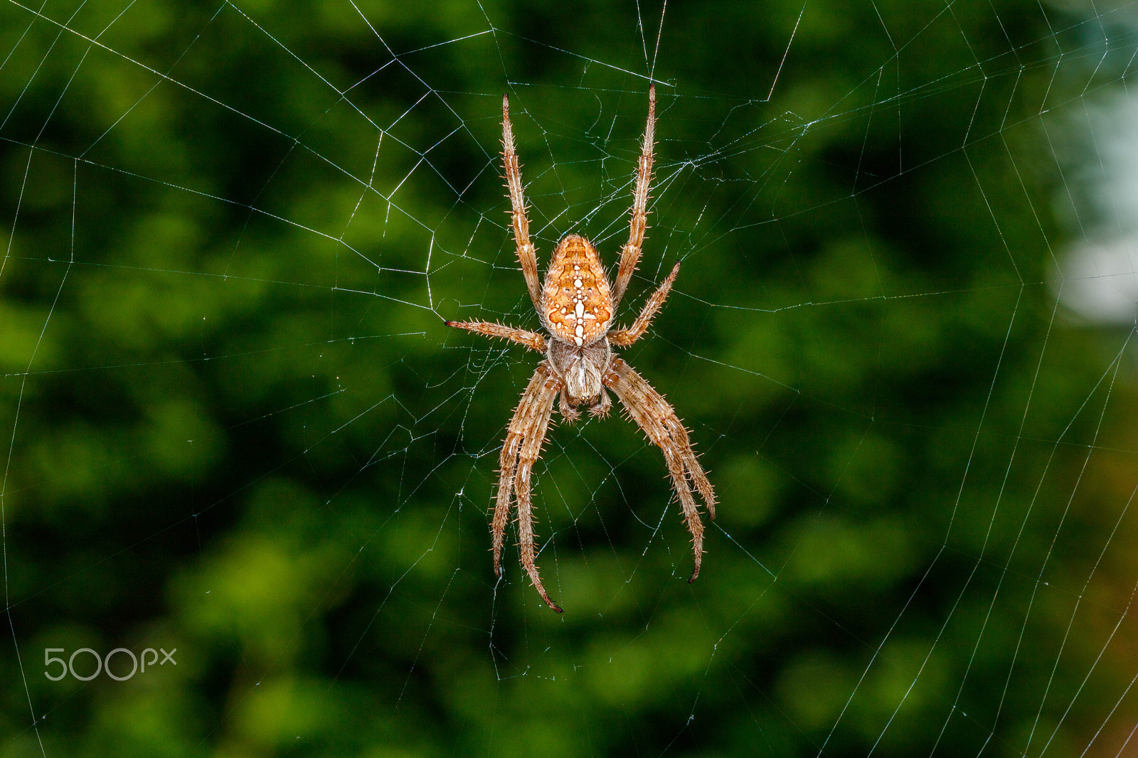 Canon EF 100mm F2.8 Macro USM sample photo. Spider from mars photography
