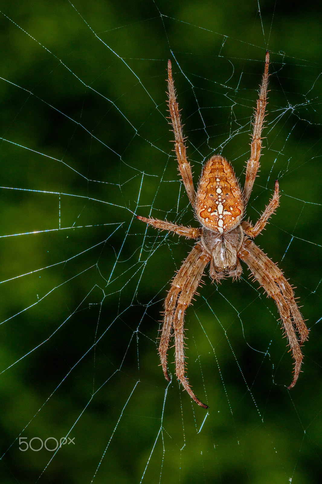 Canon EF 100mm F2.8 Macro USM sample photo. Spider from mars photography