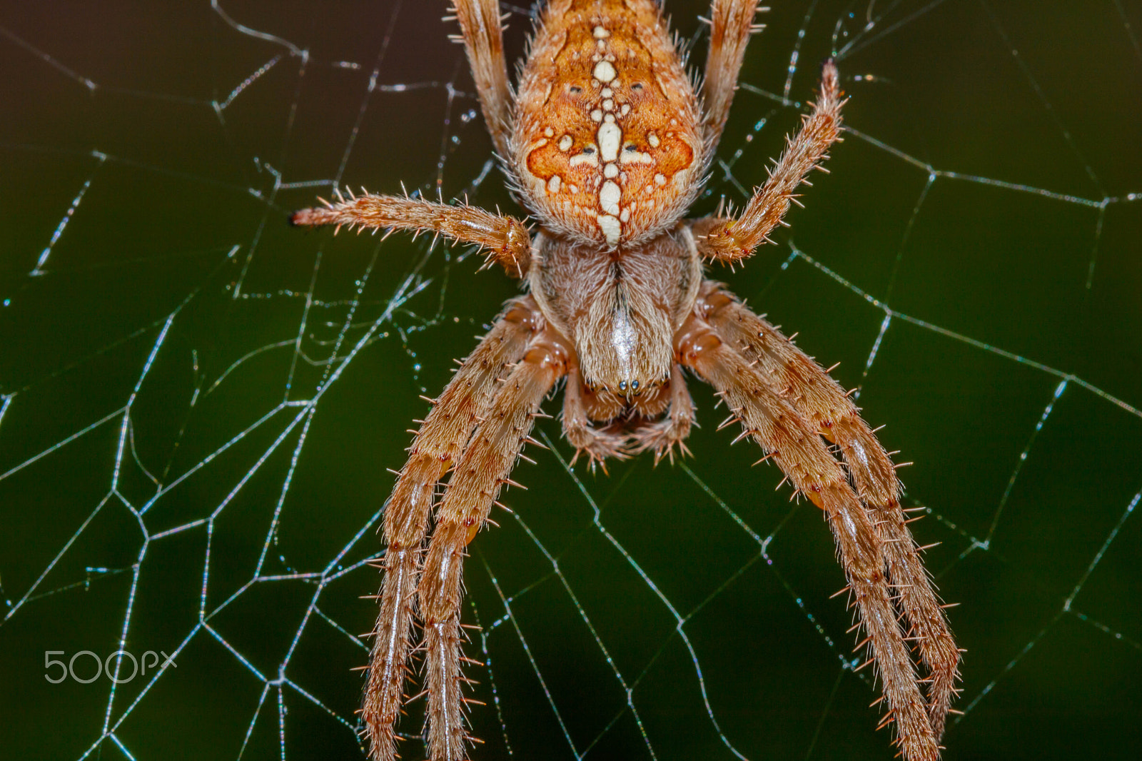 Canon EF 100mm F2.8 Macro USM sample photo. Spider from mars photography
