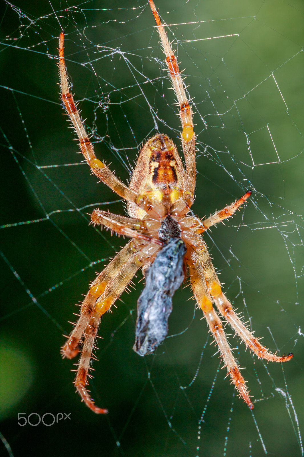 Canon EF 100mm F2.8 Macro USM sample photo. Spider from mars photography
