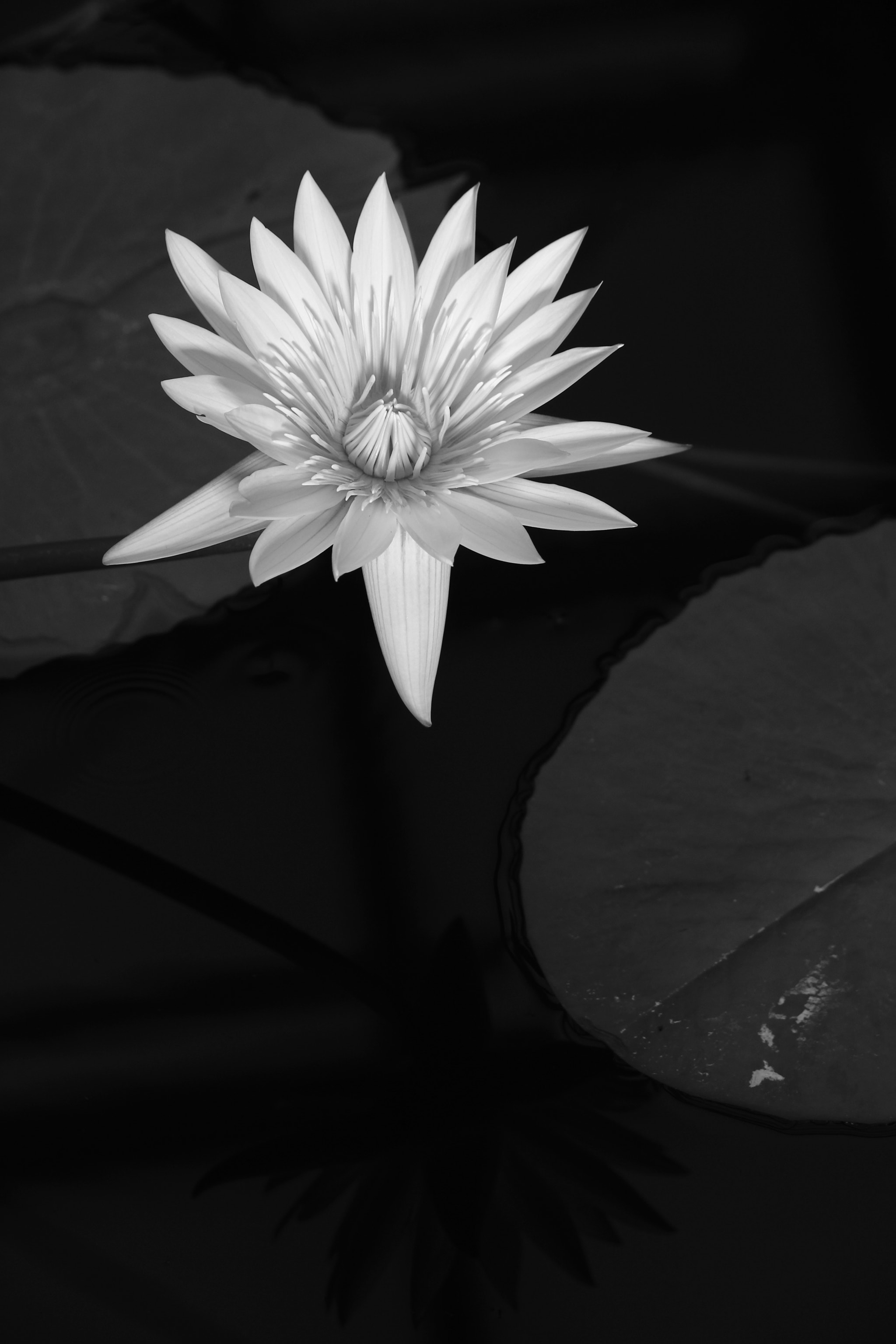 Canon EOS 600D (Rebel EOS T3i / EOS Kiss X5) sample photo. In the darkness photography