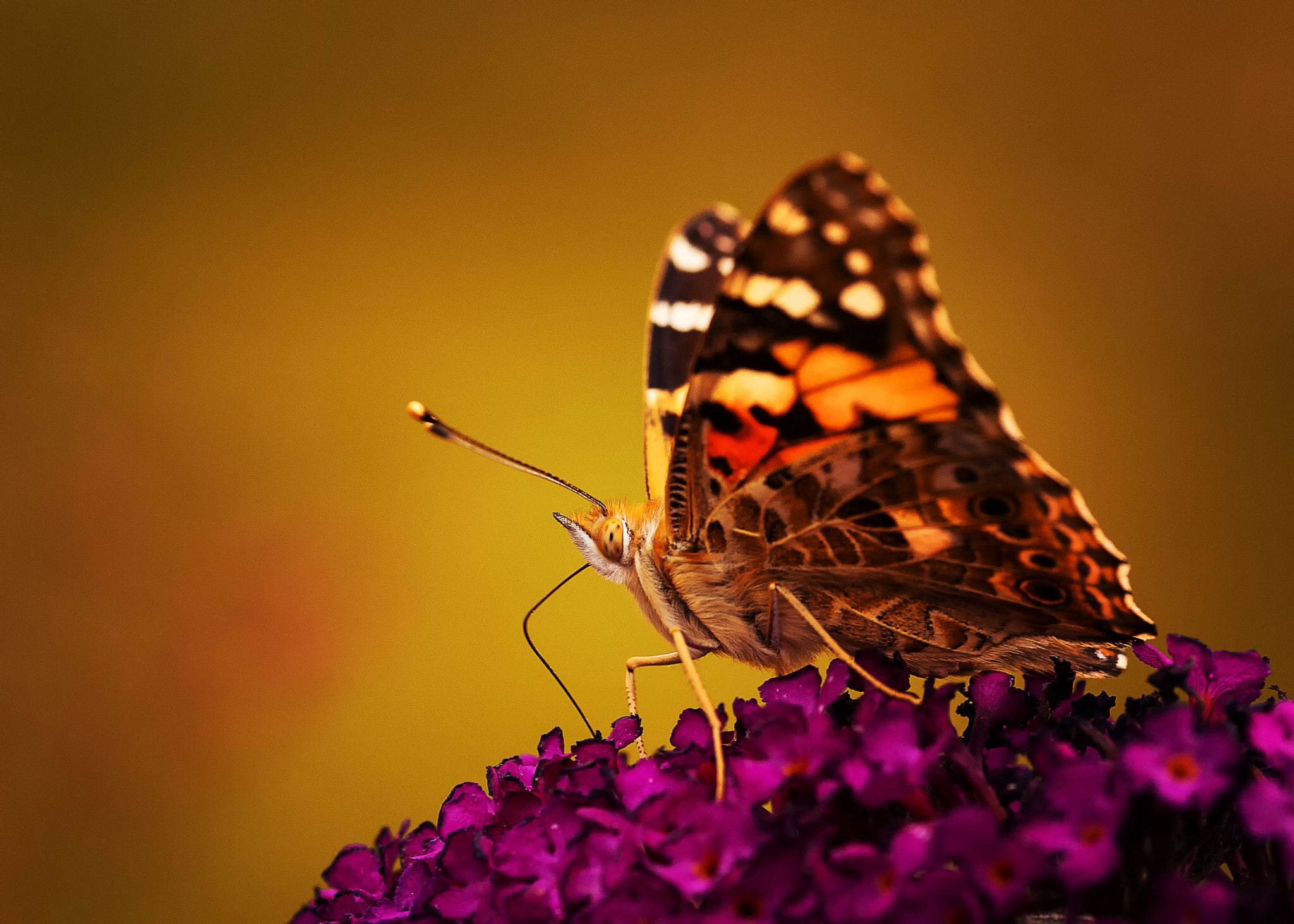 Canon EOS 6D + Sigma 105mm F2.8 EX DG Macro sample photo. Butterfly photography