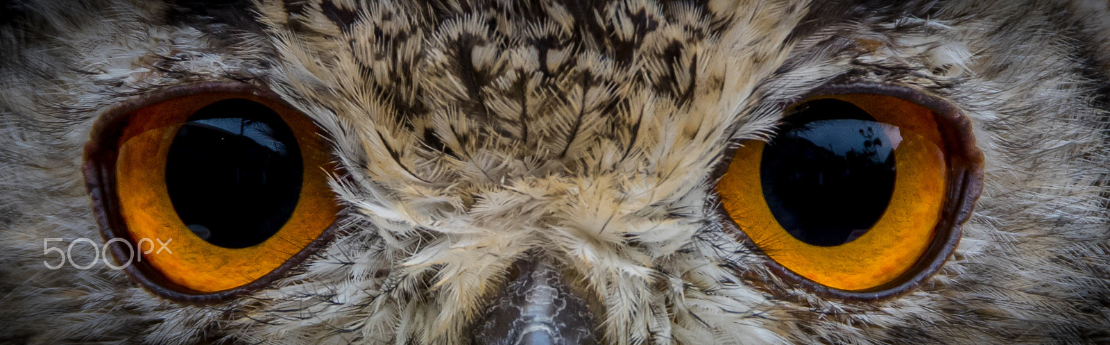 Pentax K-3 II sample photo. Look into my eyes photography