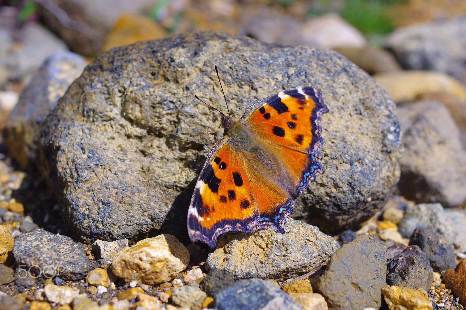 Pentax K-3 sample photo. Alpine butterfly photography