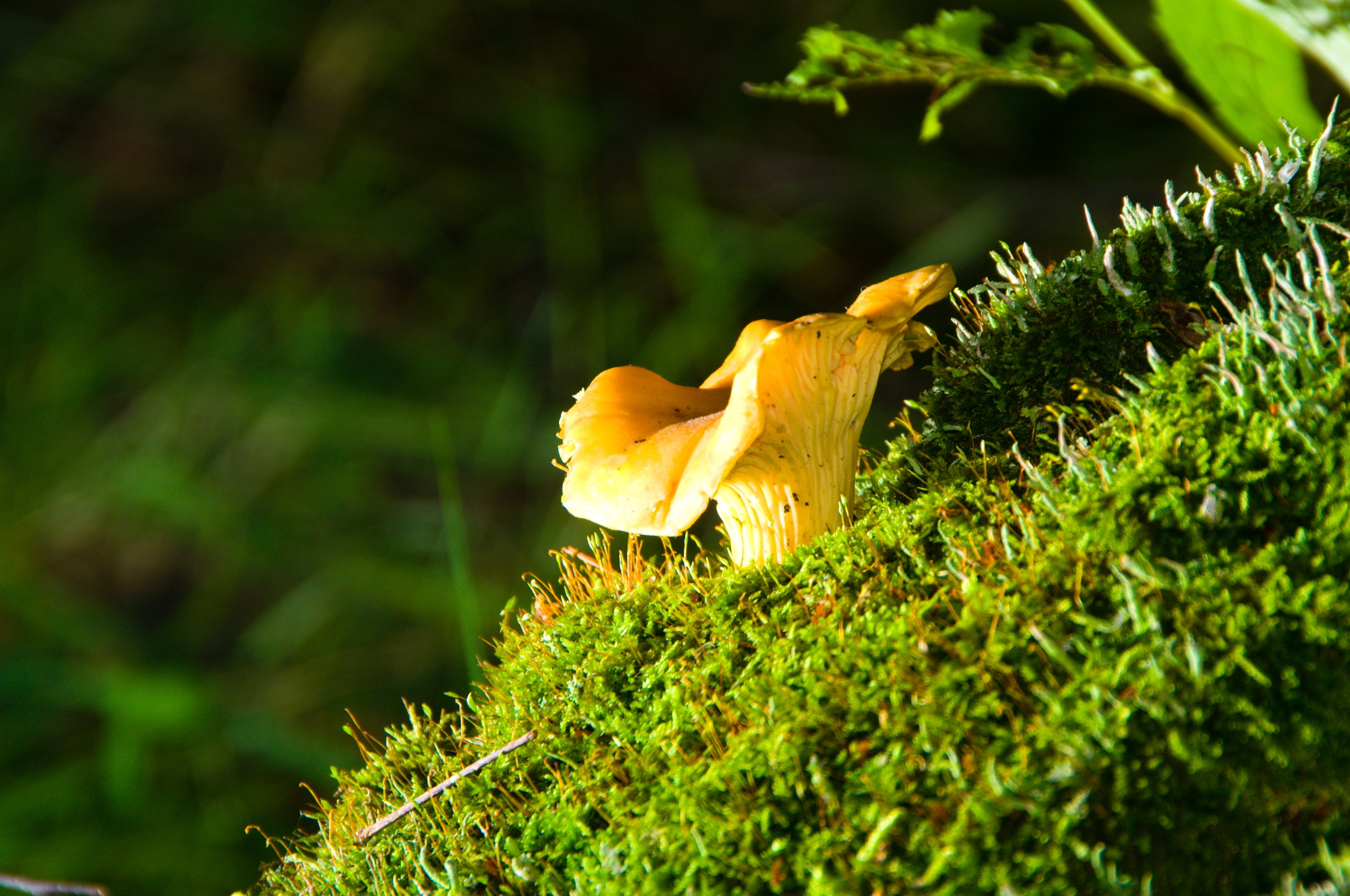 Nikon D3100 + Sigma 18-250mm F3.5-6.3 DC OS HSM sample photo. Chanterelle photography