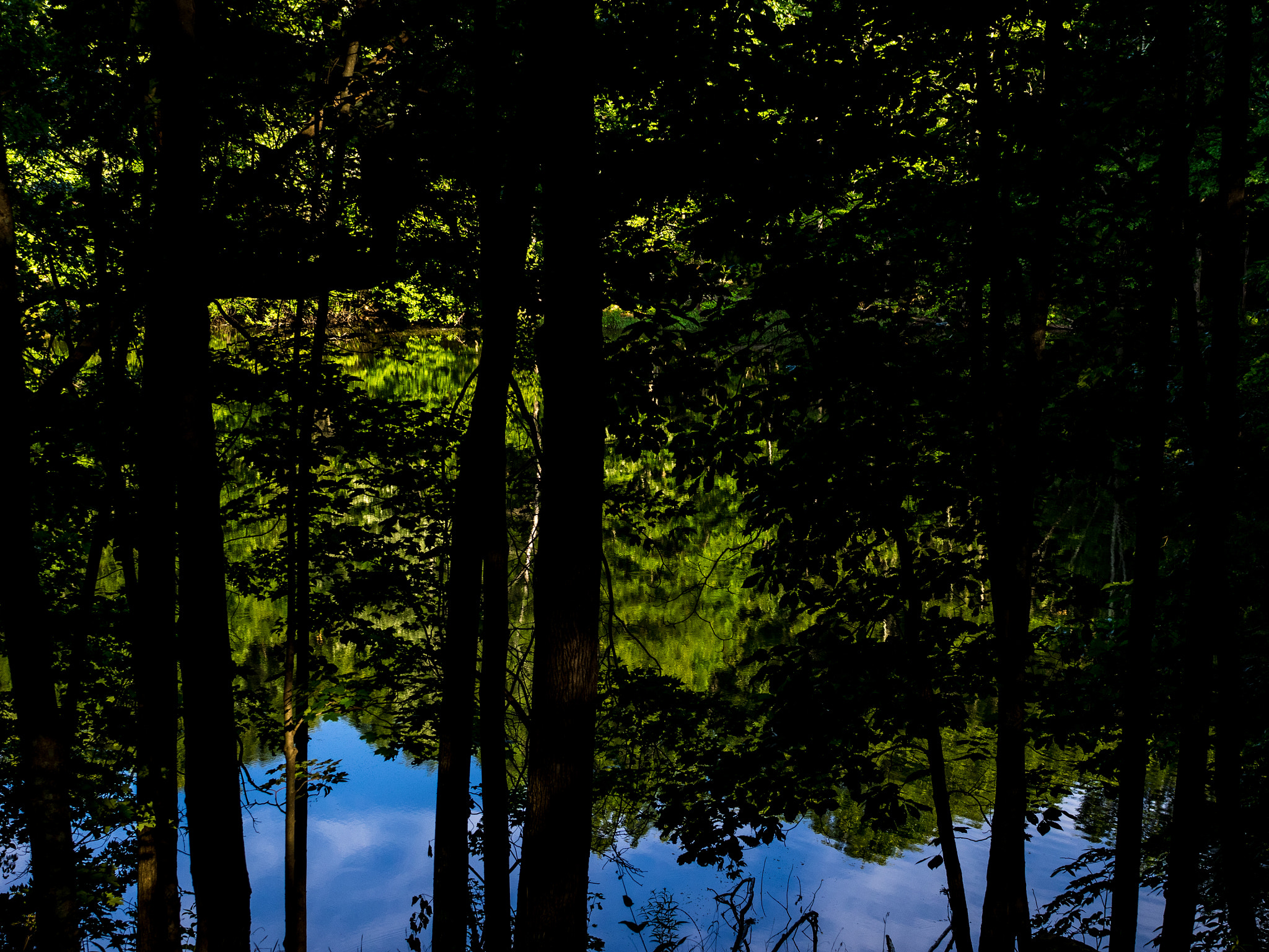 Sigma 30mm F2.8 DN Art sample photo. Reflection through the trees, highland lake state park, new york photography