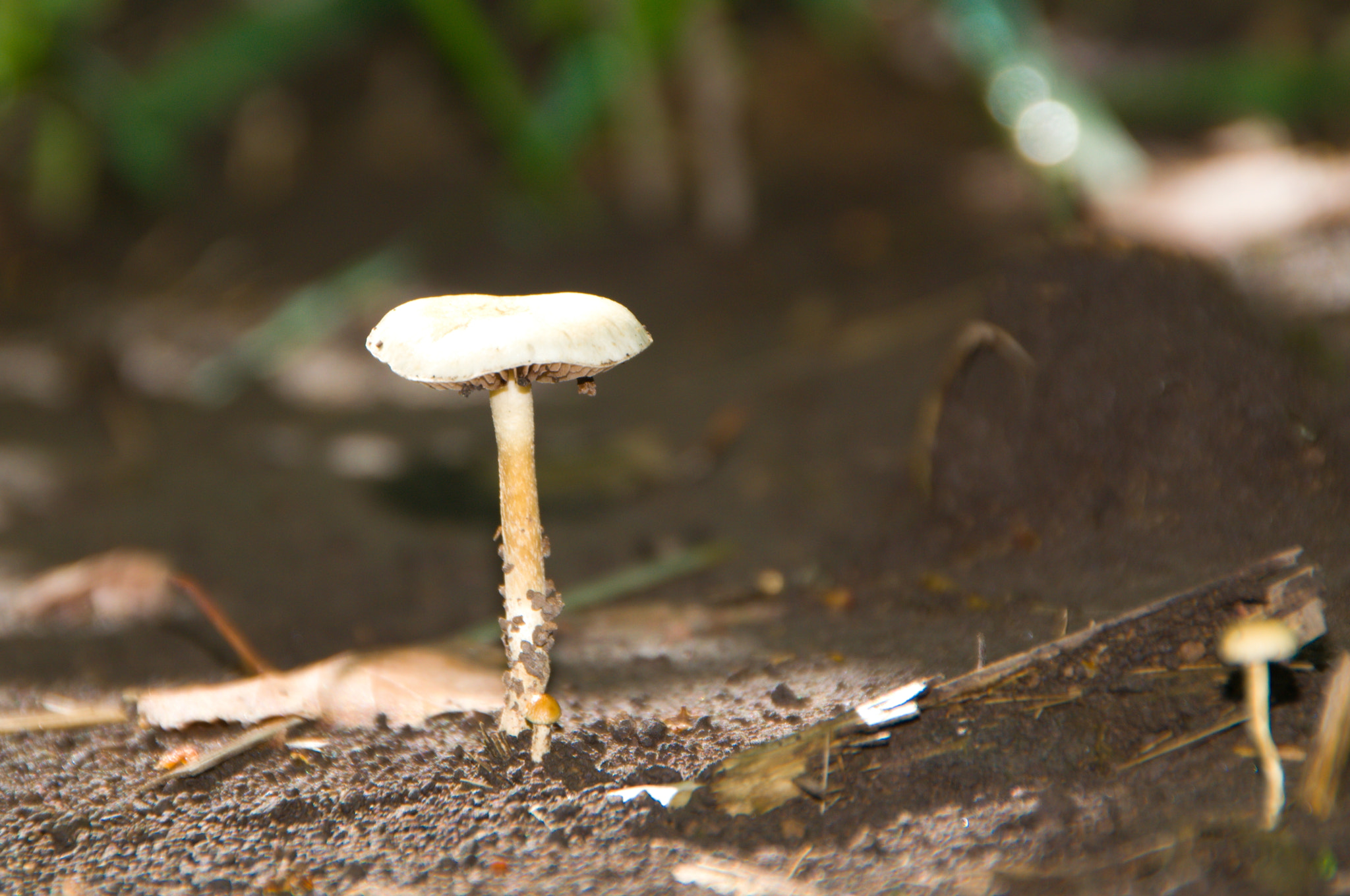 Sigma 18-250mm F3.5-6.3 DC OS HSM sample photo. Mushrooms photography