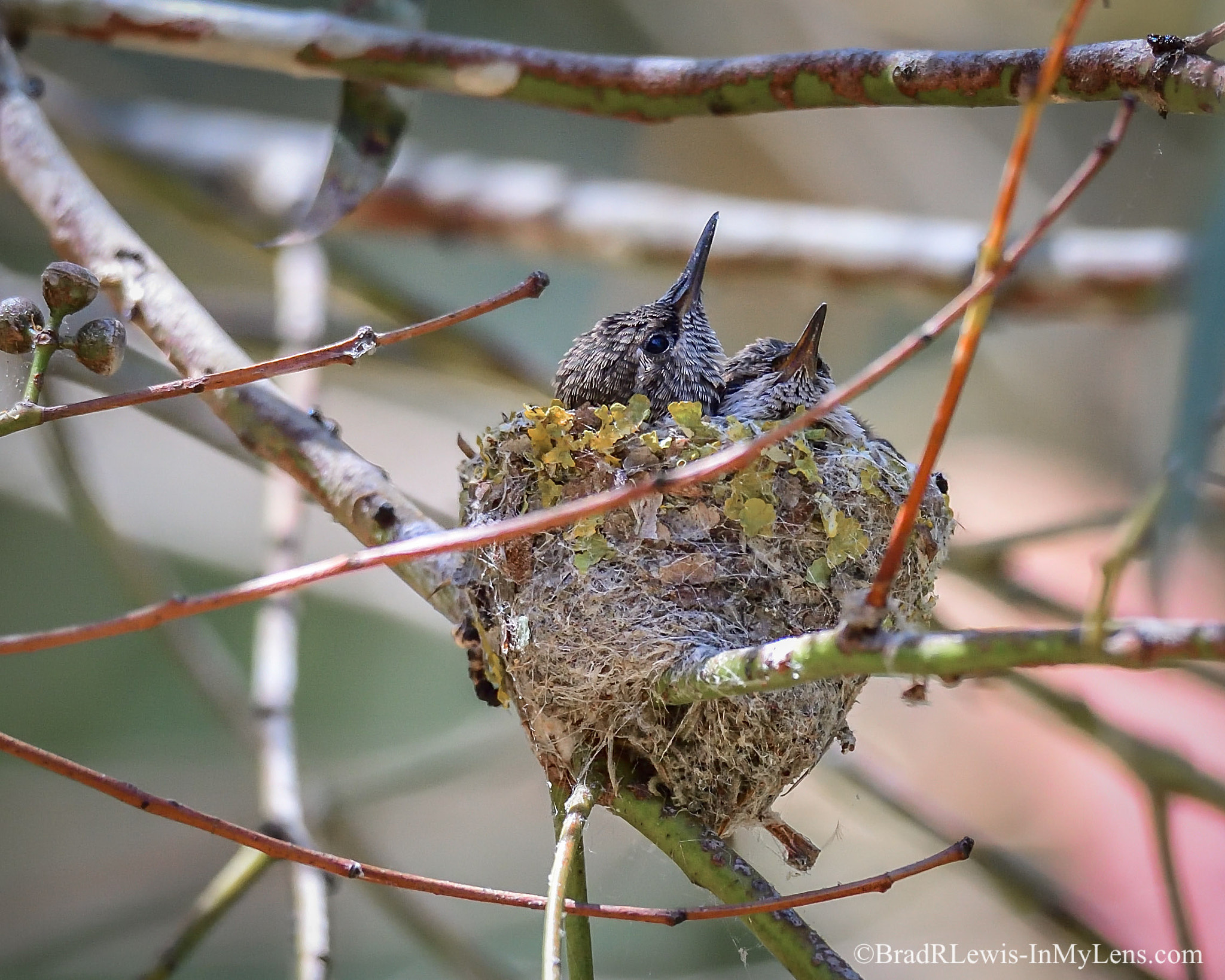 Nikon AF-S Nikkor 800mm F5.6E FL ED VR sample photo. Anna's hummingbird nest photography