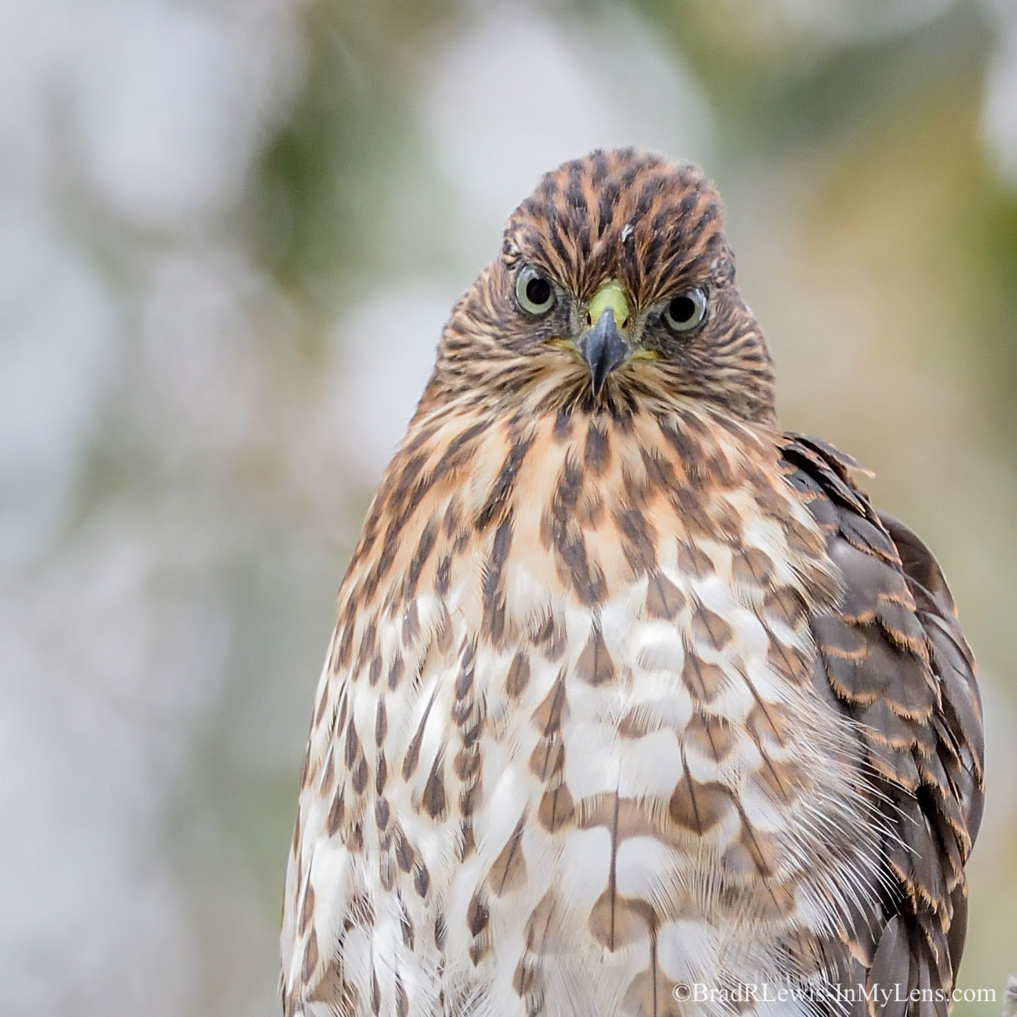 Nikon AF-S Nikkor 800mm F5.6E FL ED VR sample photo. Coopers hawk juvenile photography