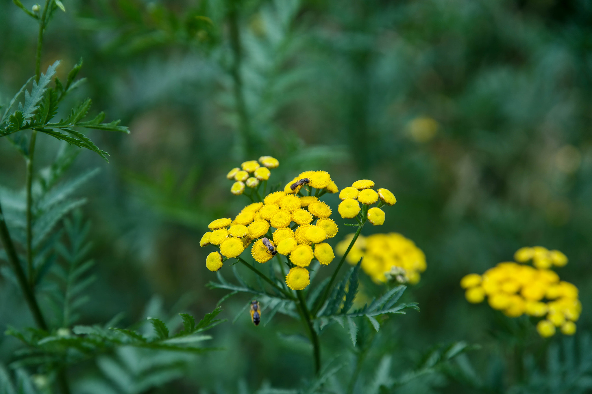 Saumsun NX 16-50mm F2-2.8 S ED OIS sample photo. Flower photography