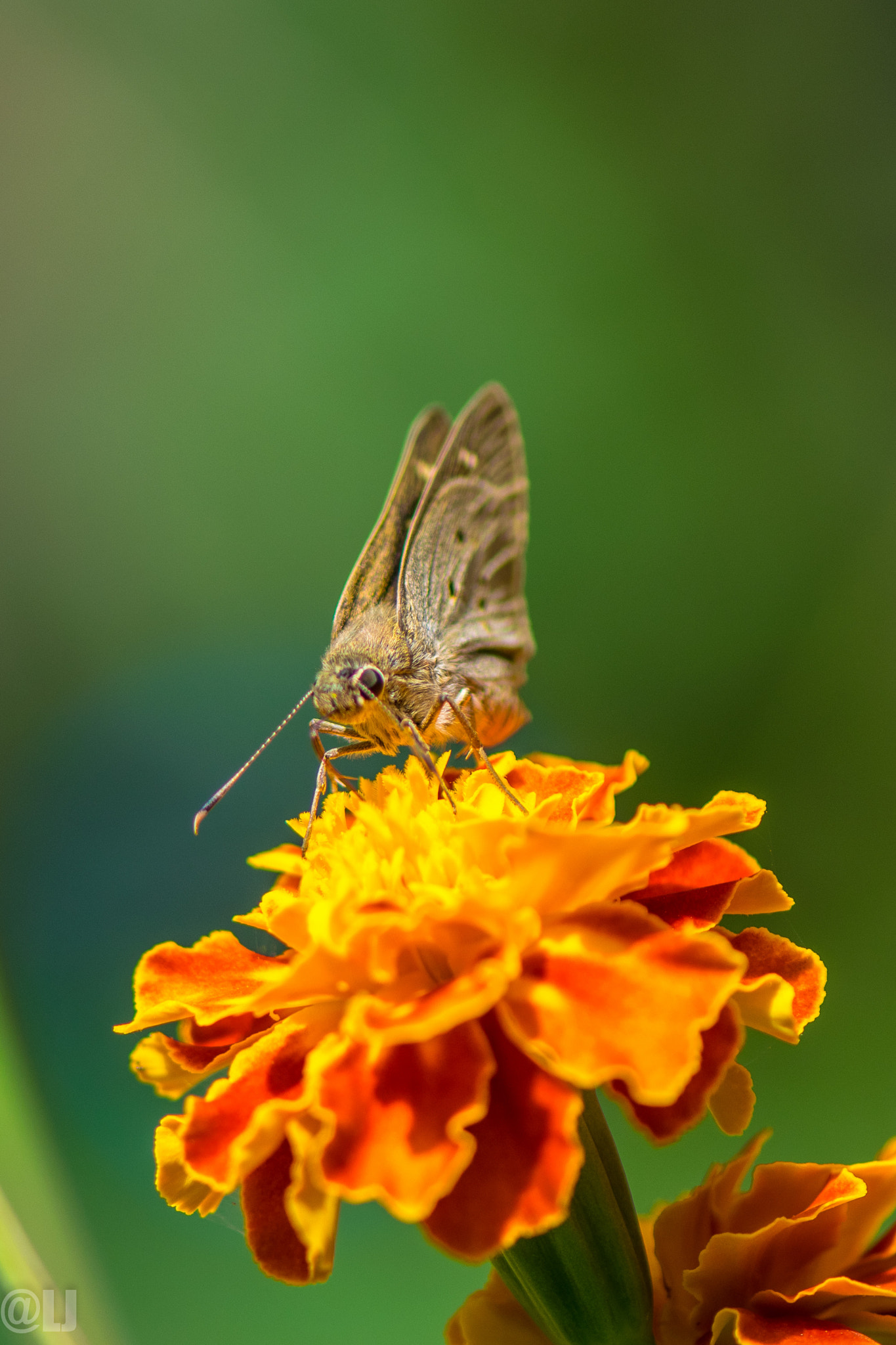 Nikon AF-S Micro-Nikkor 105mm F2.8G IF-ED VR sample photo. Feeding time photography