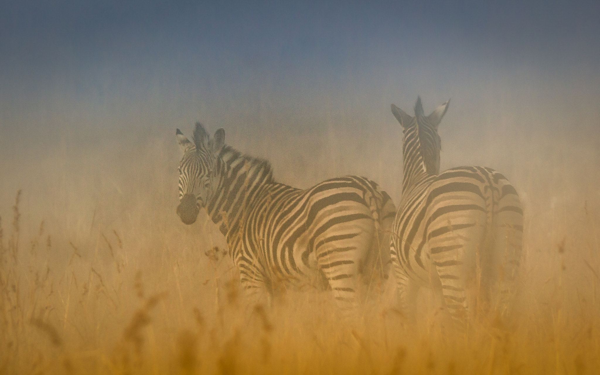 Tamron SP 150-600mm F5-6.3 Di VC USD sample photo. Misty zebra watching photography