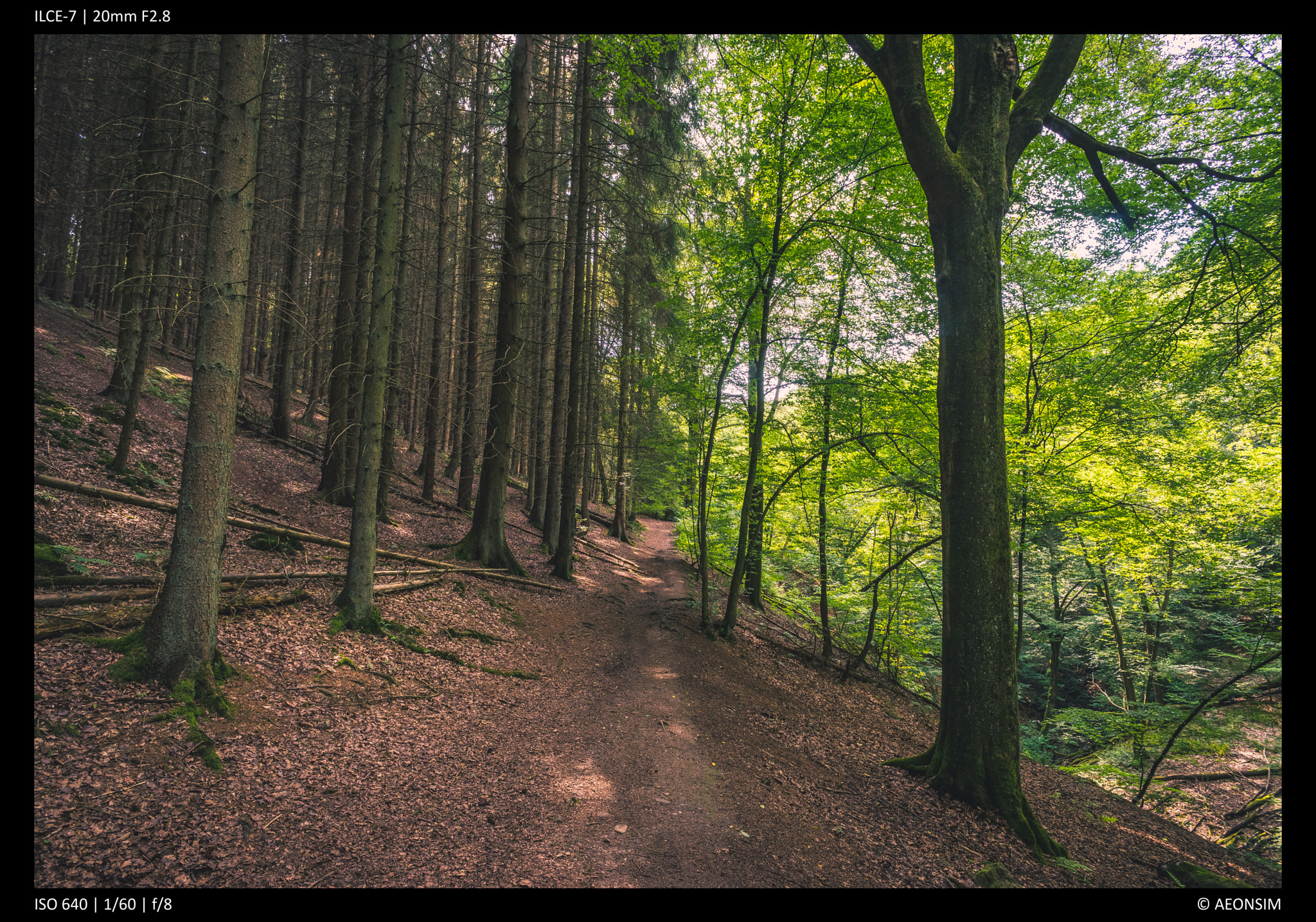 Sony a7 + Sony 20mm F2.8 sample photo. Planned vs wild photography