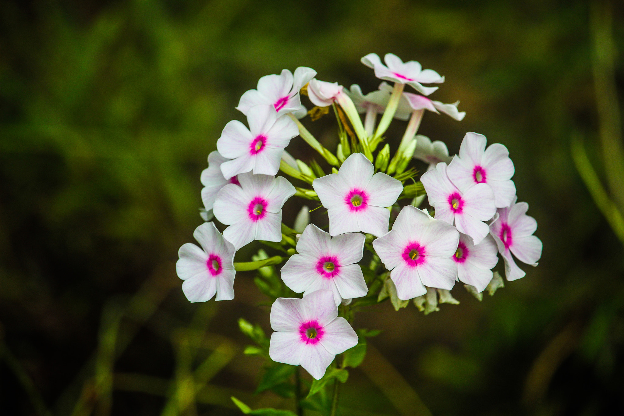 Canon EF-S 55-250mm F4-5.6 IS STM sample photo