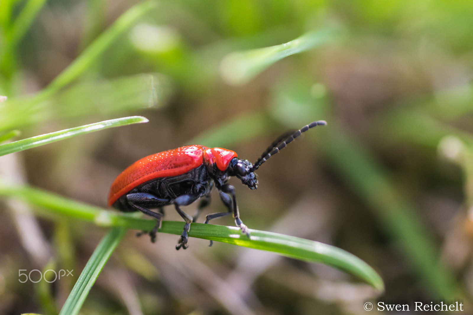 Tokina EMZ M100 AF 100mm F3.5 sample photo. Lilienhähnchen (lilioceris lilii) (red lily bug) photography