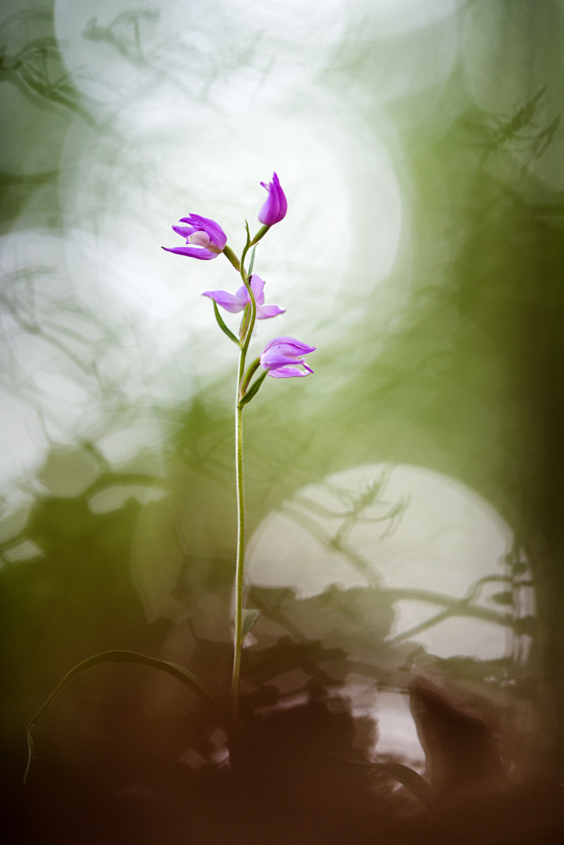 Nikon AF-S Nikkor 200mm F2G ED-IF VR sample photo. - cephalanthera rubra - photography