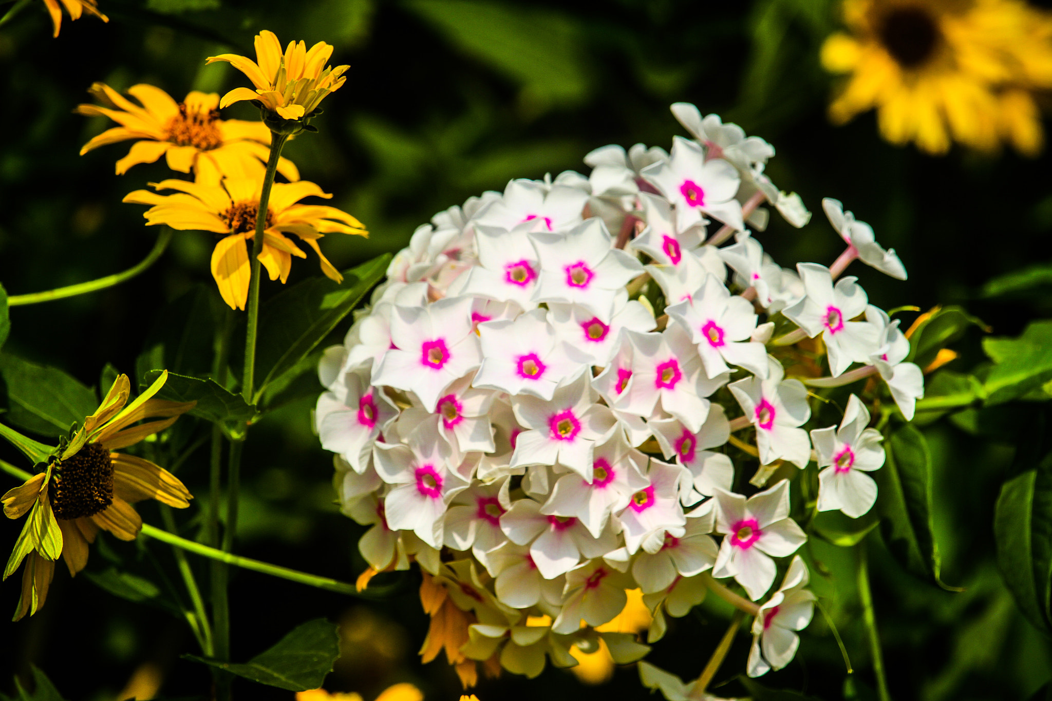 Canon EF-S 55-250mm F4-5.6 IS STM sample photo. Untitled photography
