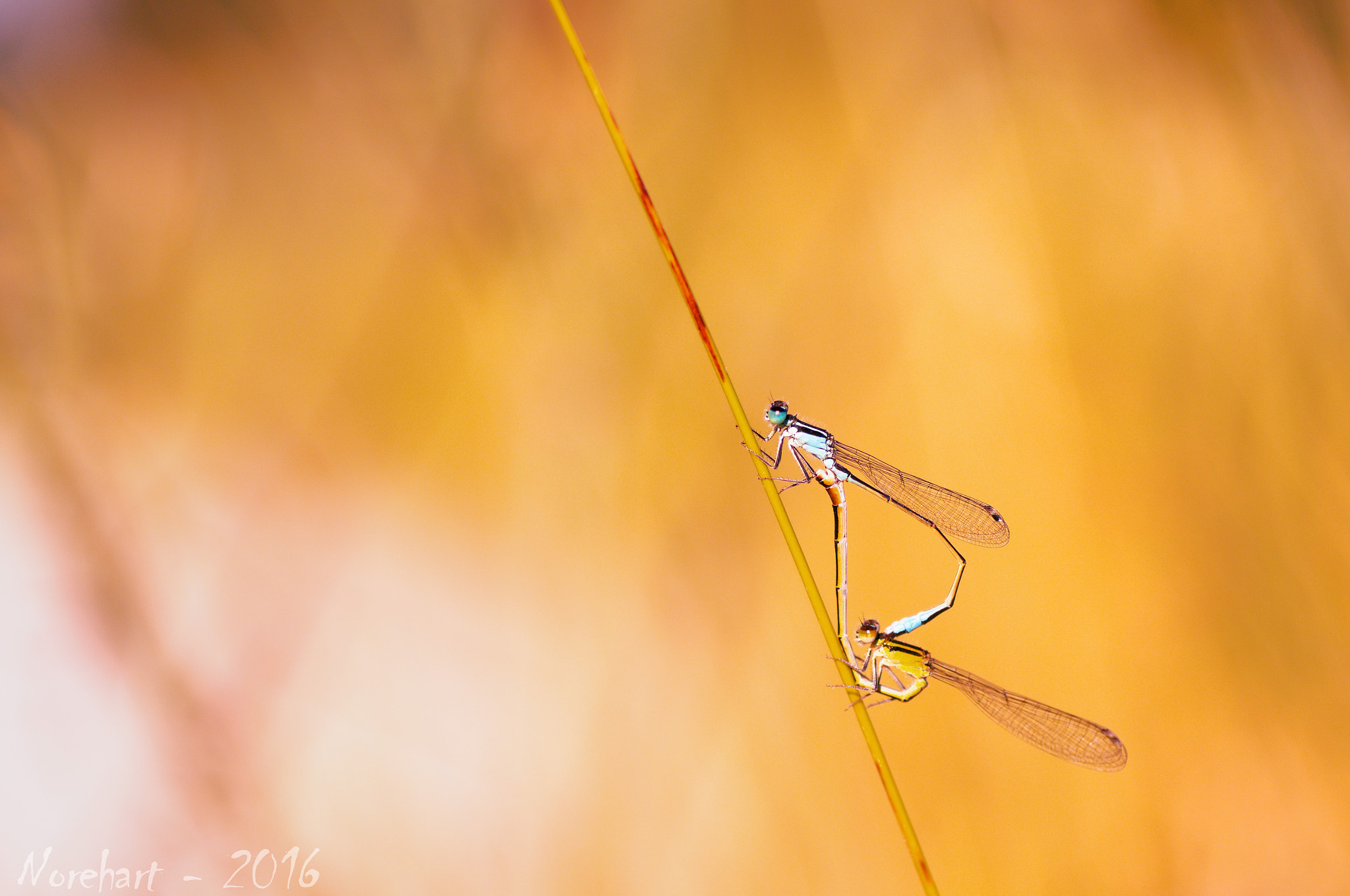 Tamron SP AF 90mm F2.8 Di Macro sample photo. Love each other photography