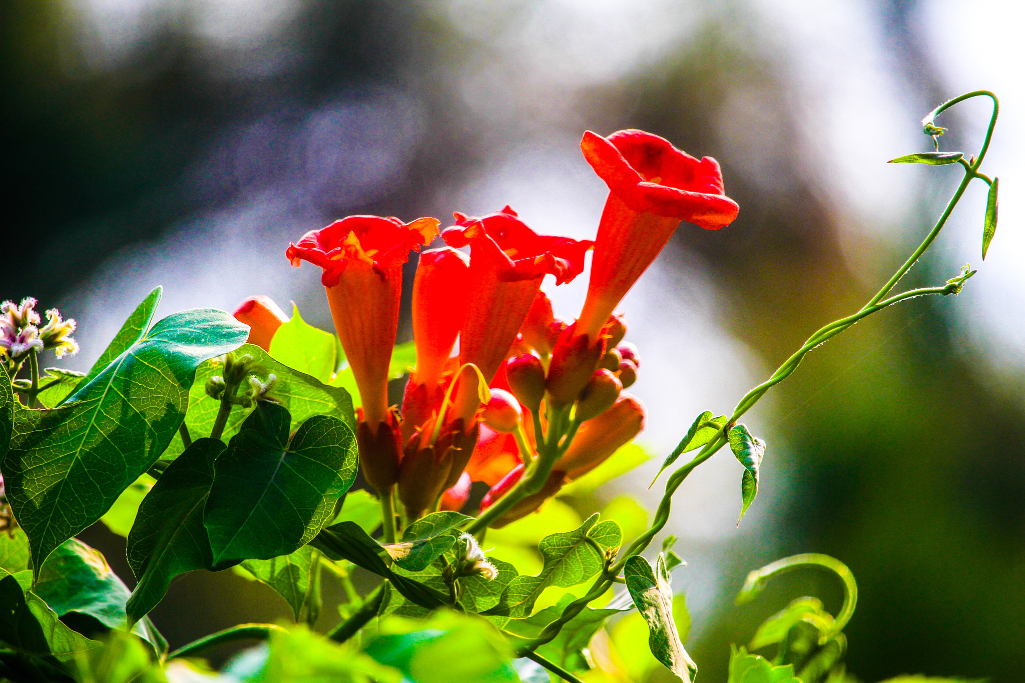 Canon EF-S 55-250mm F4-5.6 IS STM sample photo
