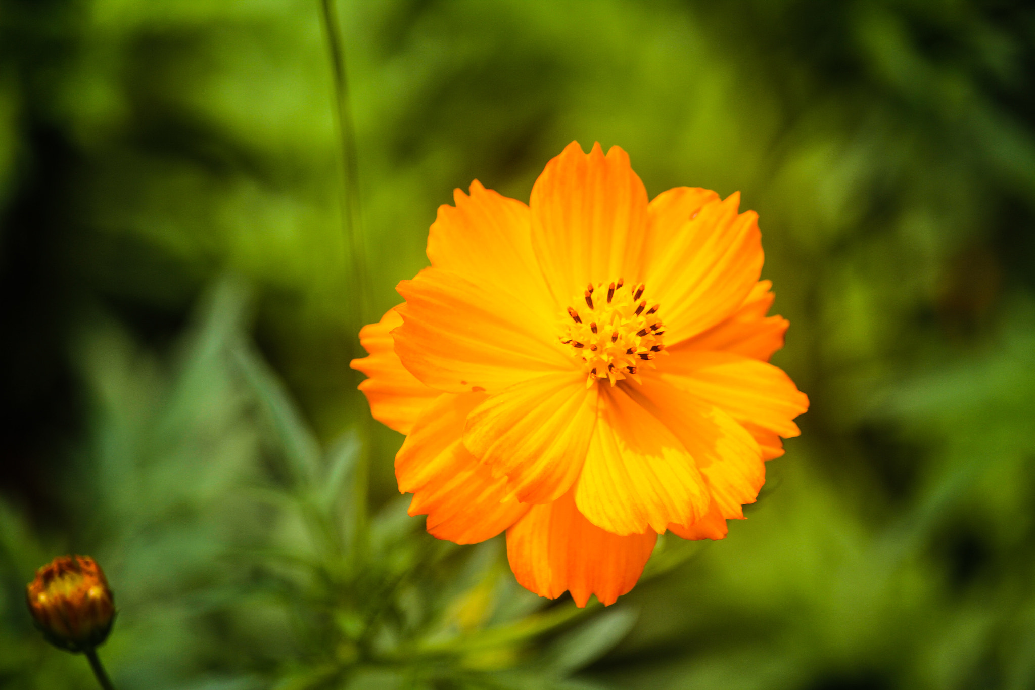 Canon EF-S 55-250mm F4-5.6 IS STM sample photo