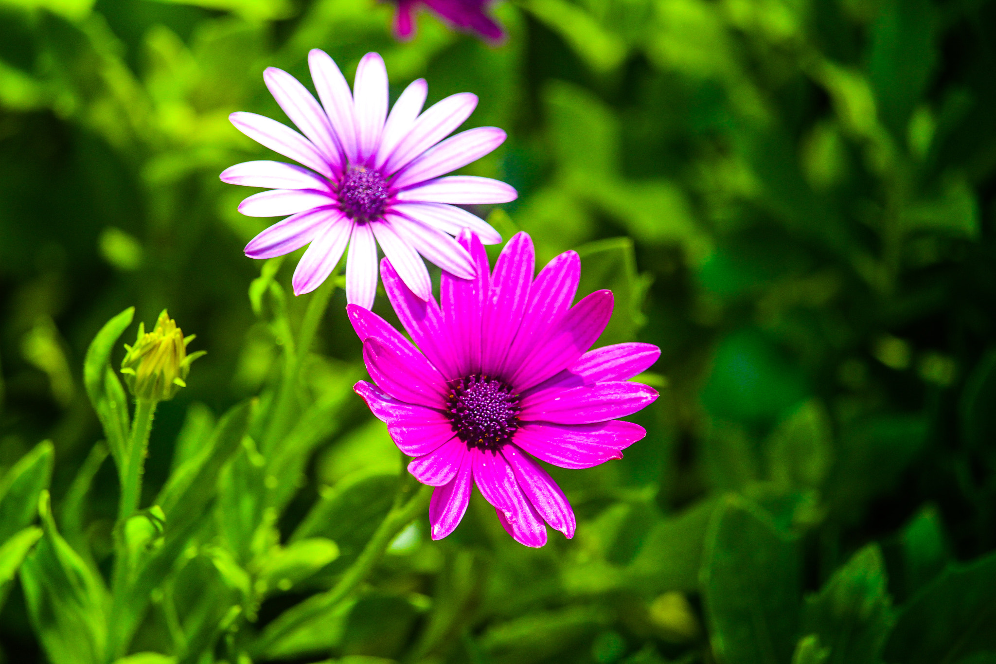 Canon EF-S 55-250mm F4-5.6 IS STM sample photo