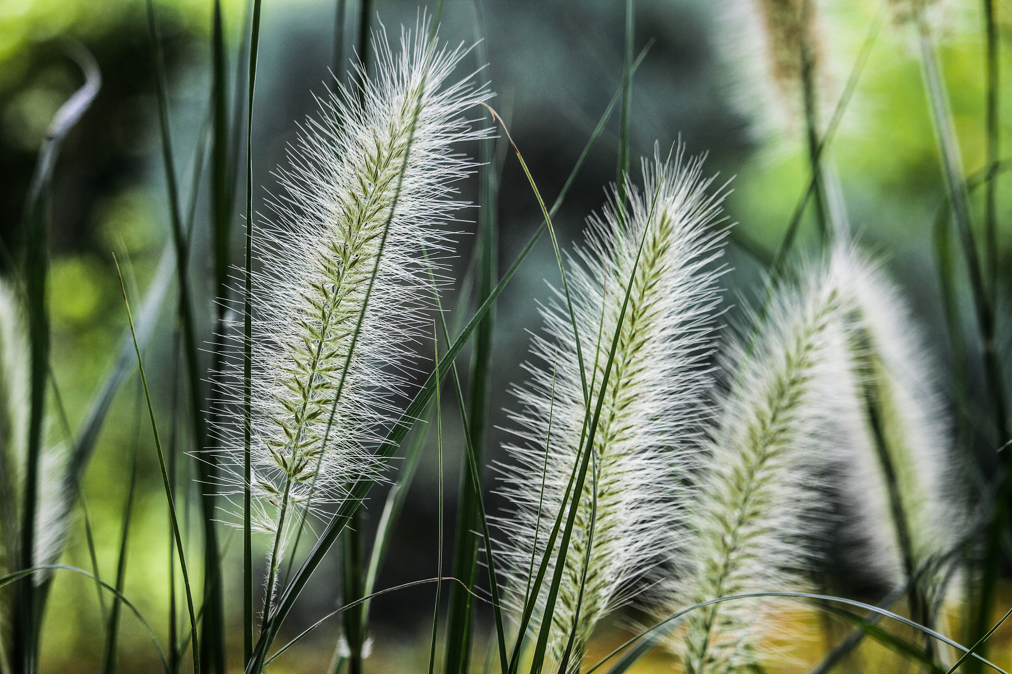 Canon EF-S 55-250mm F4-5.6 IS STM sample photo