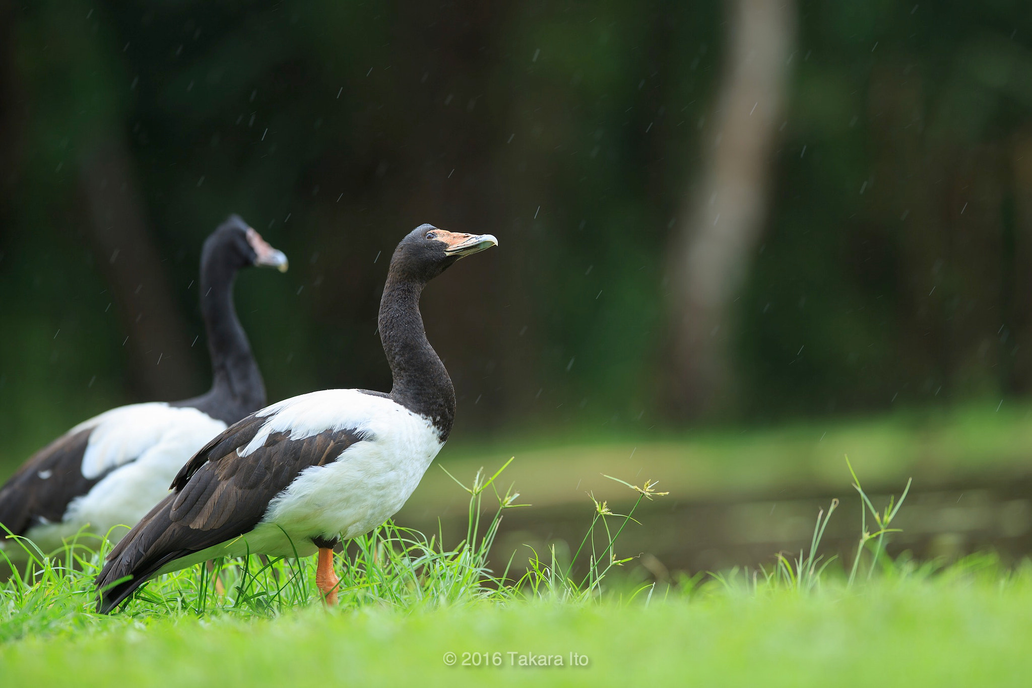Canon EF 300mm F2.8L IS USM sample photo. Pleasure photography