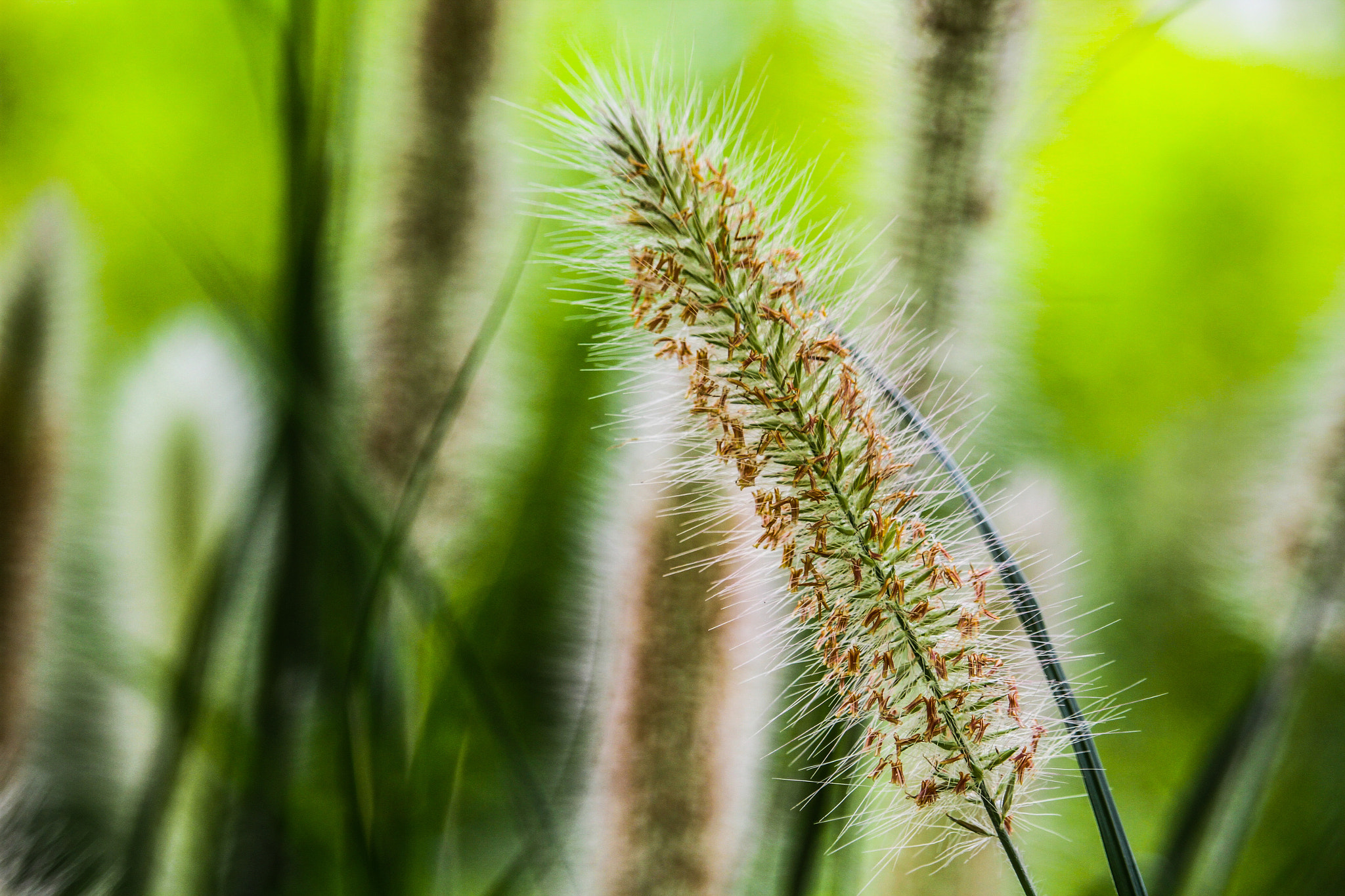 Canon EF-S 55-250mm F4-5.6 IS STM sample photo