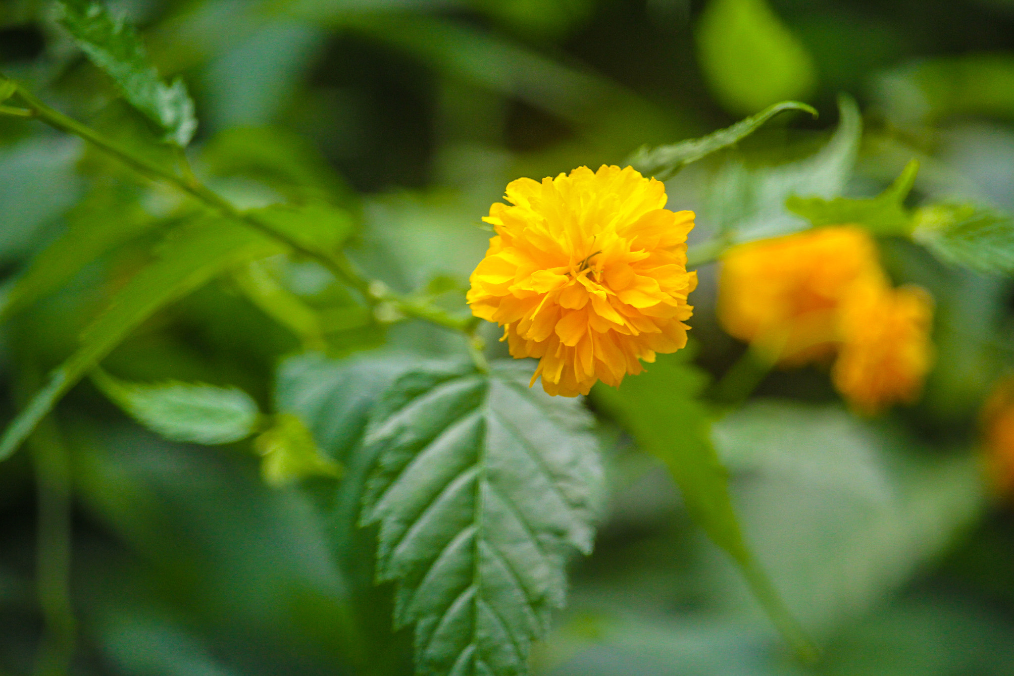 Canon EF-S 55-250mm F4-5.6 IS STM sample photo